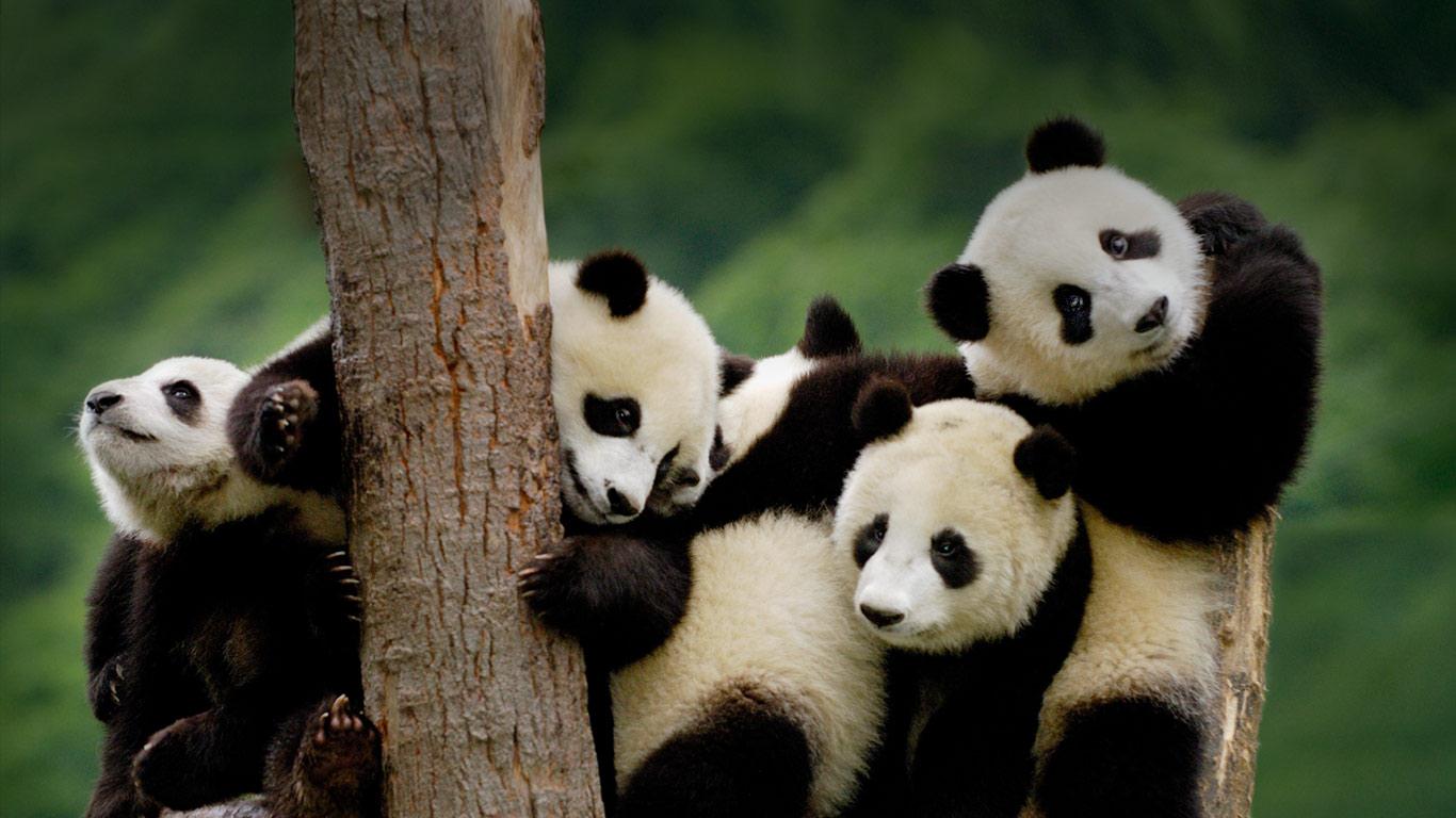 Giant Pandas cubs