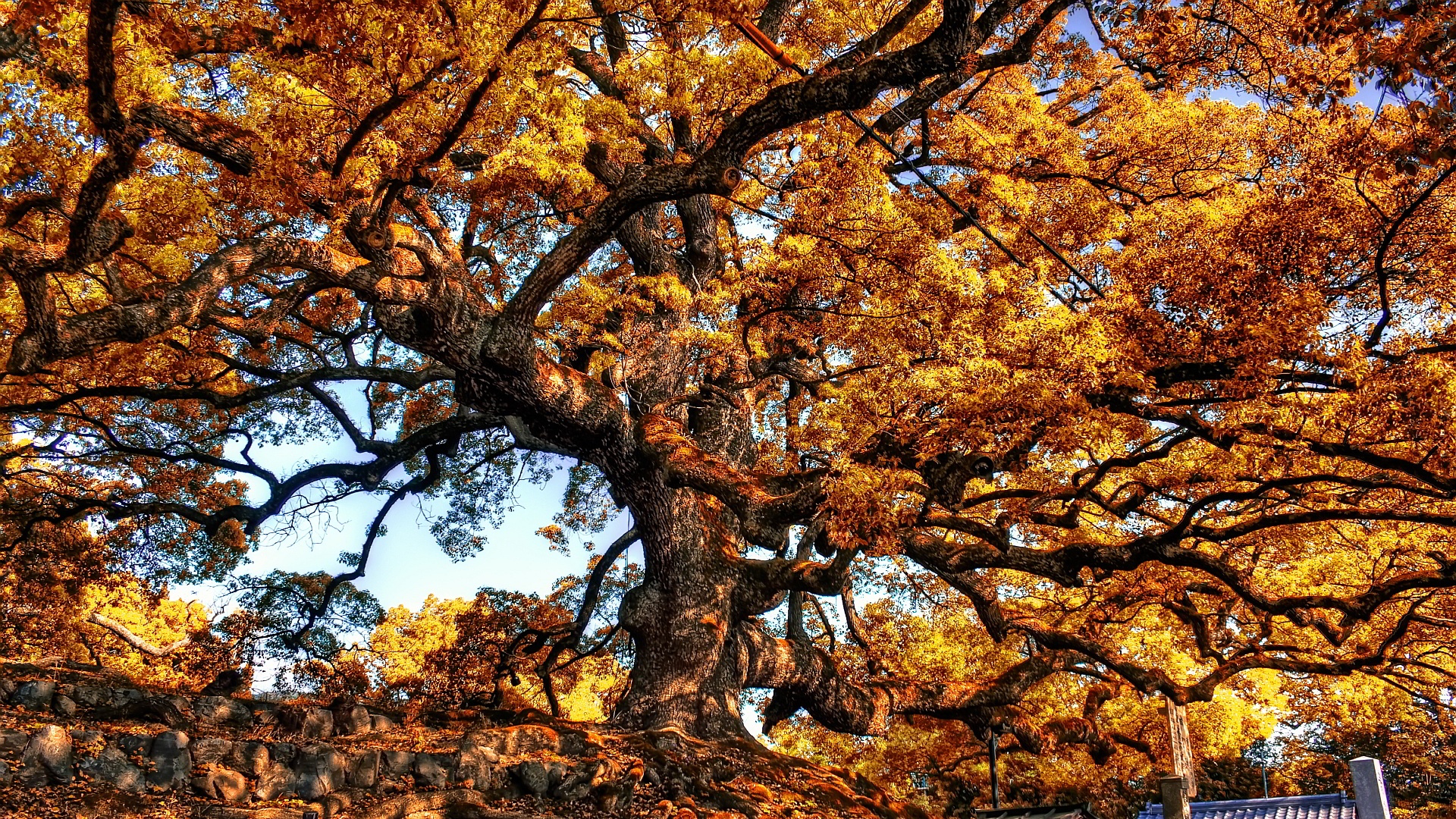 Giant tree autumn