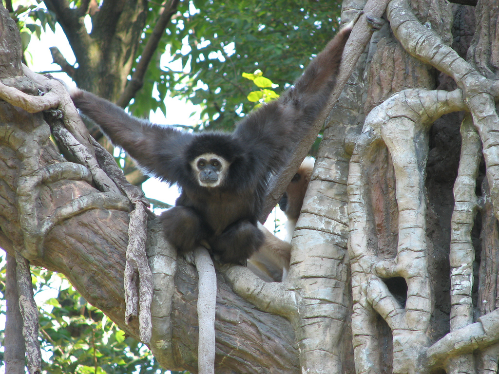 Climbing lar gibbon showing the darker fur of some individuals