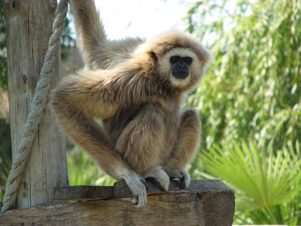 Gibbon With one hand on Rope and One On Board and Penetrating Look On Face