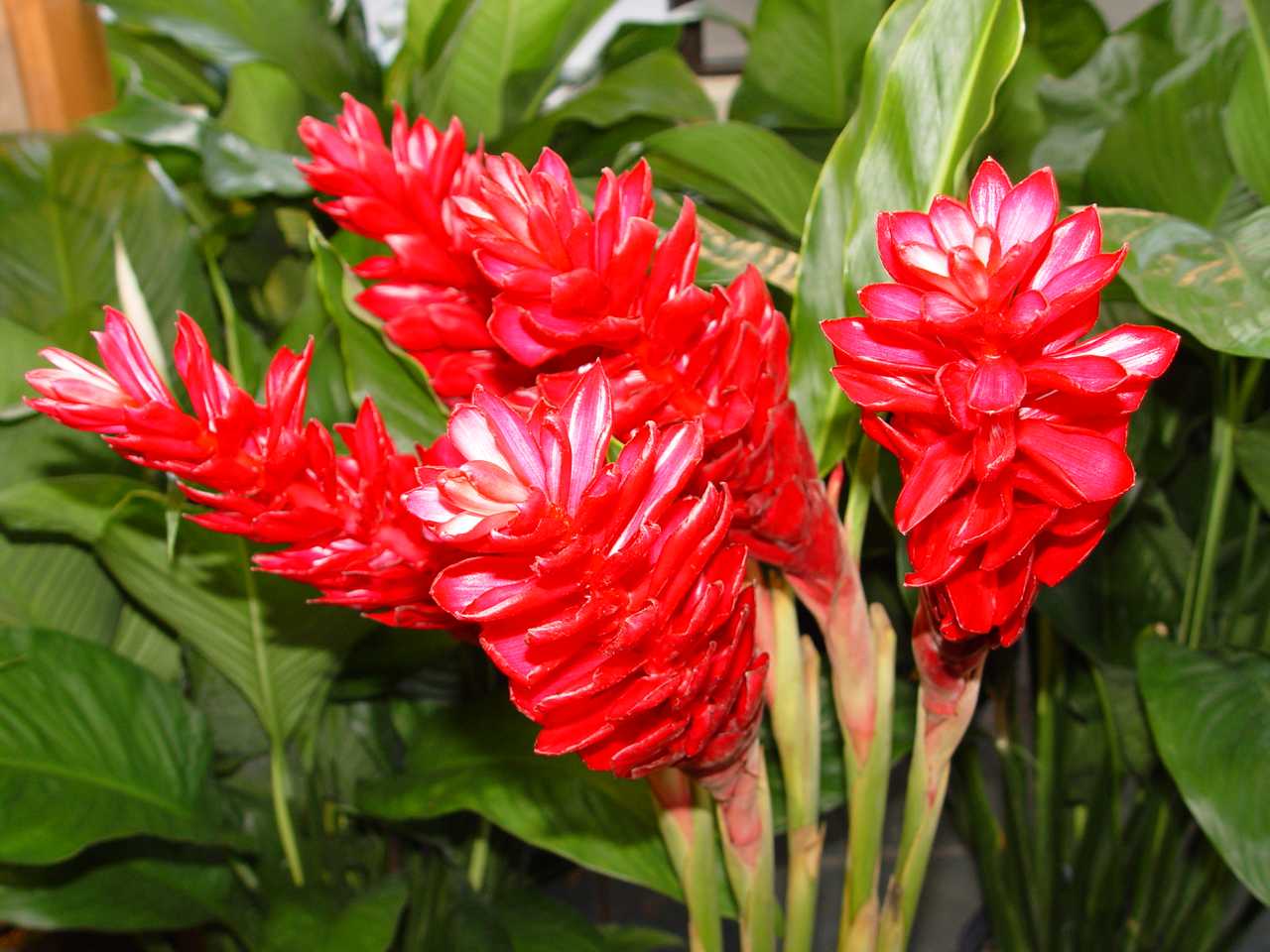 Red Ginger flowers available at Field of Flowers in South Florida