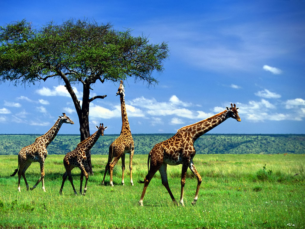 pictures of giraffes