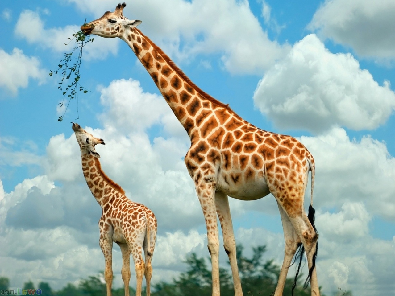 Baby Giraffe Pictures 5 HD Wallpapers