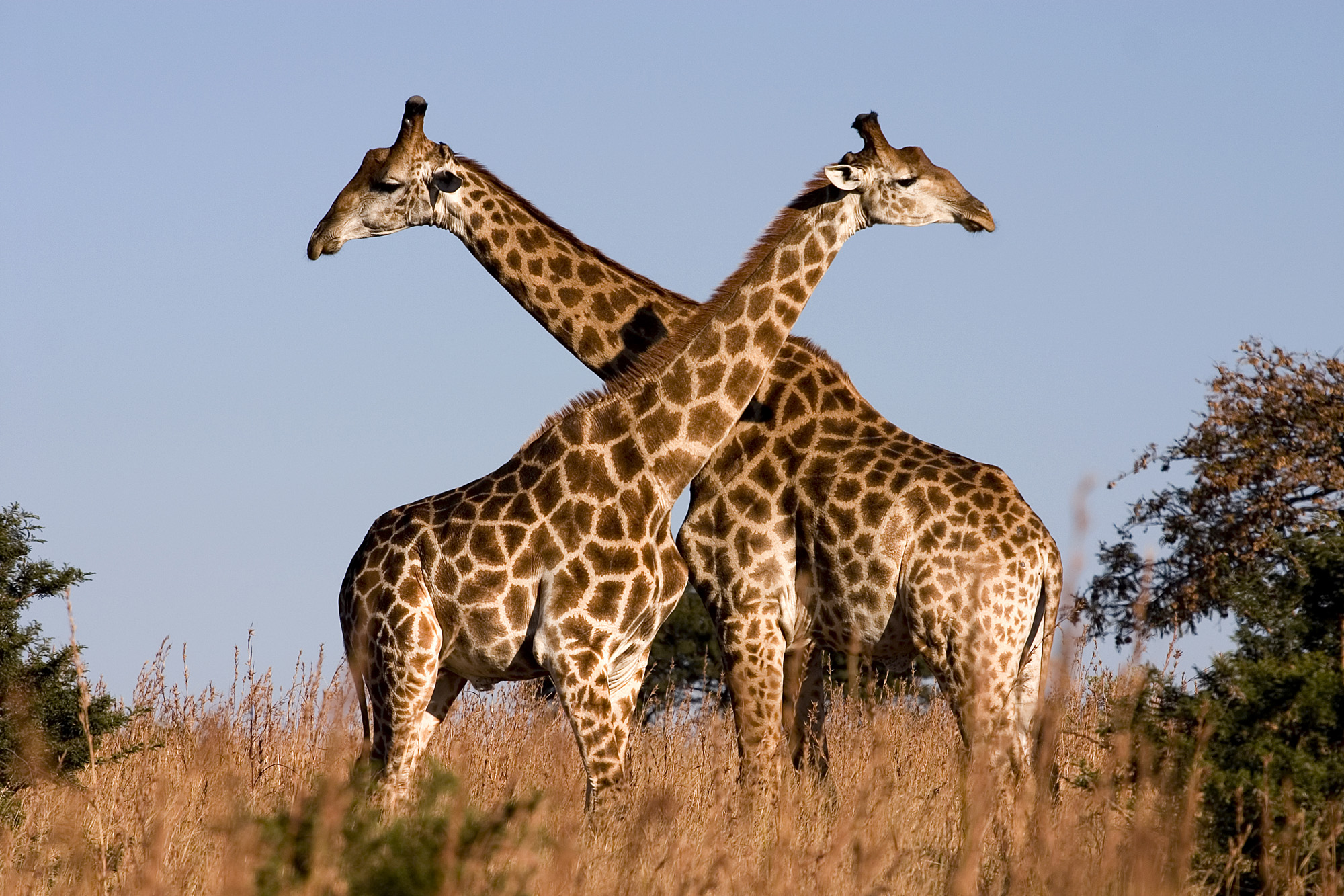 Male giraffes will engage in necking to establish dominance.