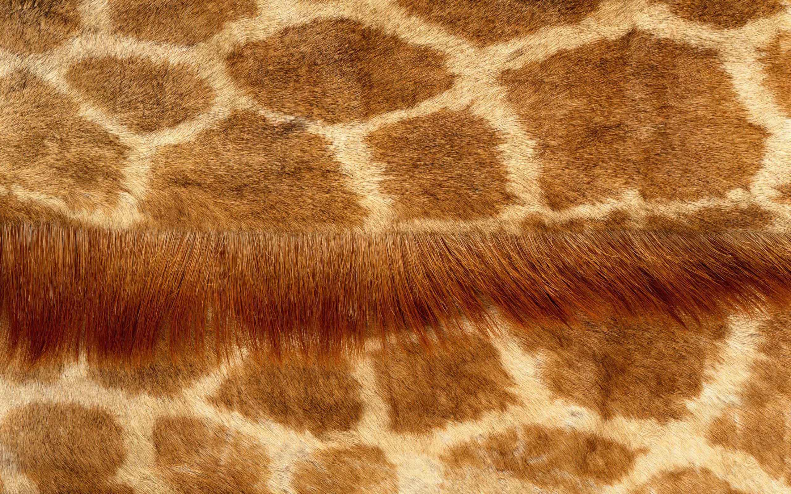Desktop backgrounds · Computers · Windows 7 Giraffe skin pattern