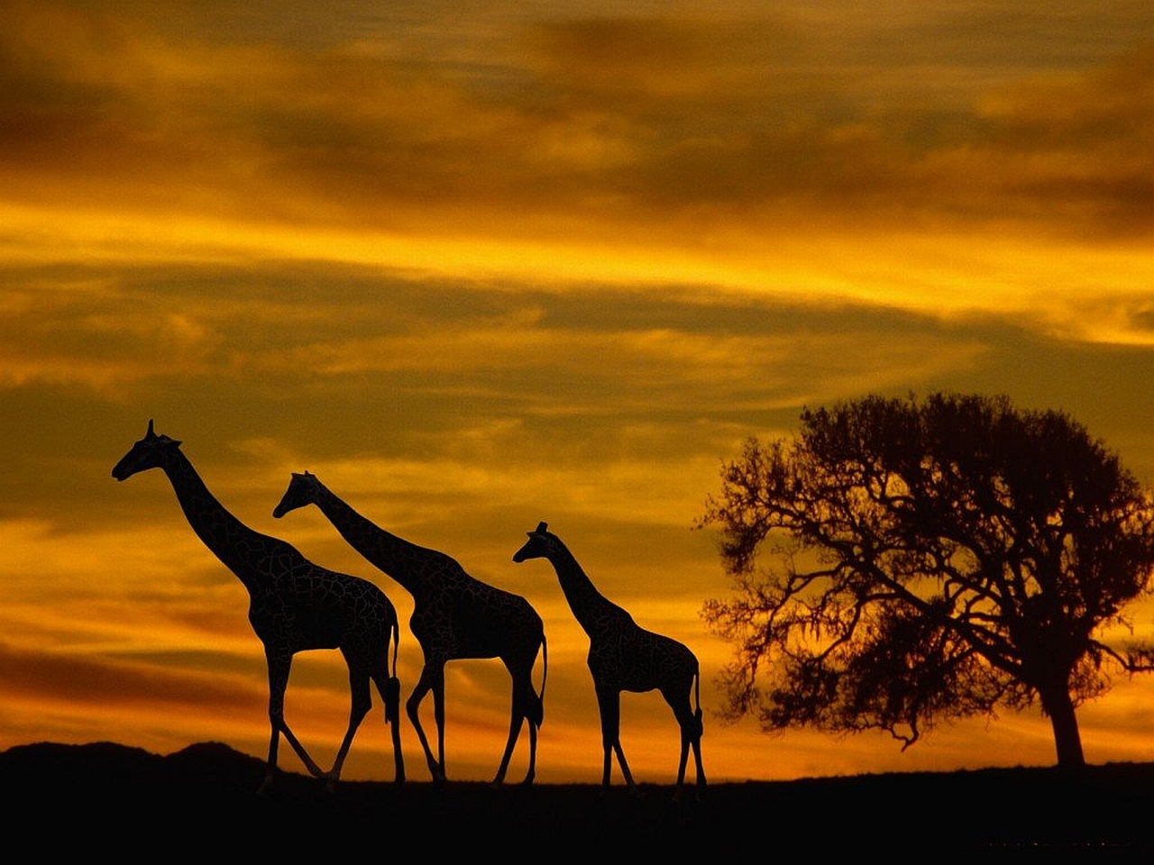 Three Giraffe on Sunset Wallpaper Wallpaper