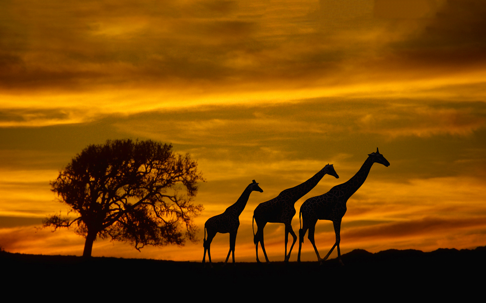 Giraffes Silhouette Wallpaper 1920x1200 13236