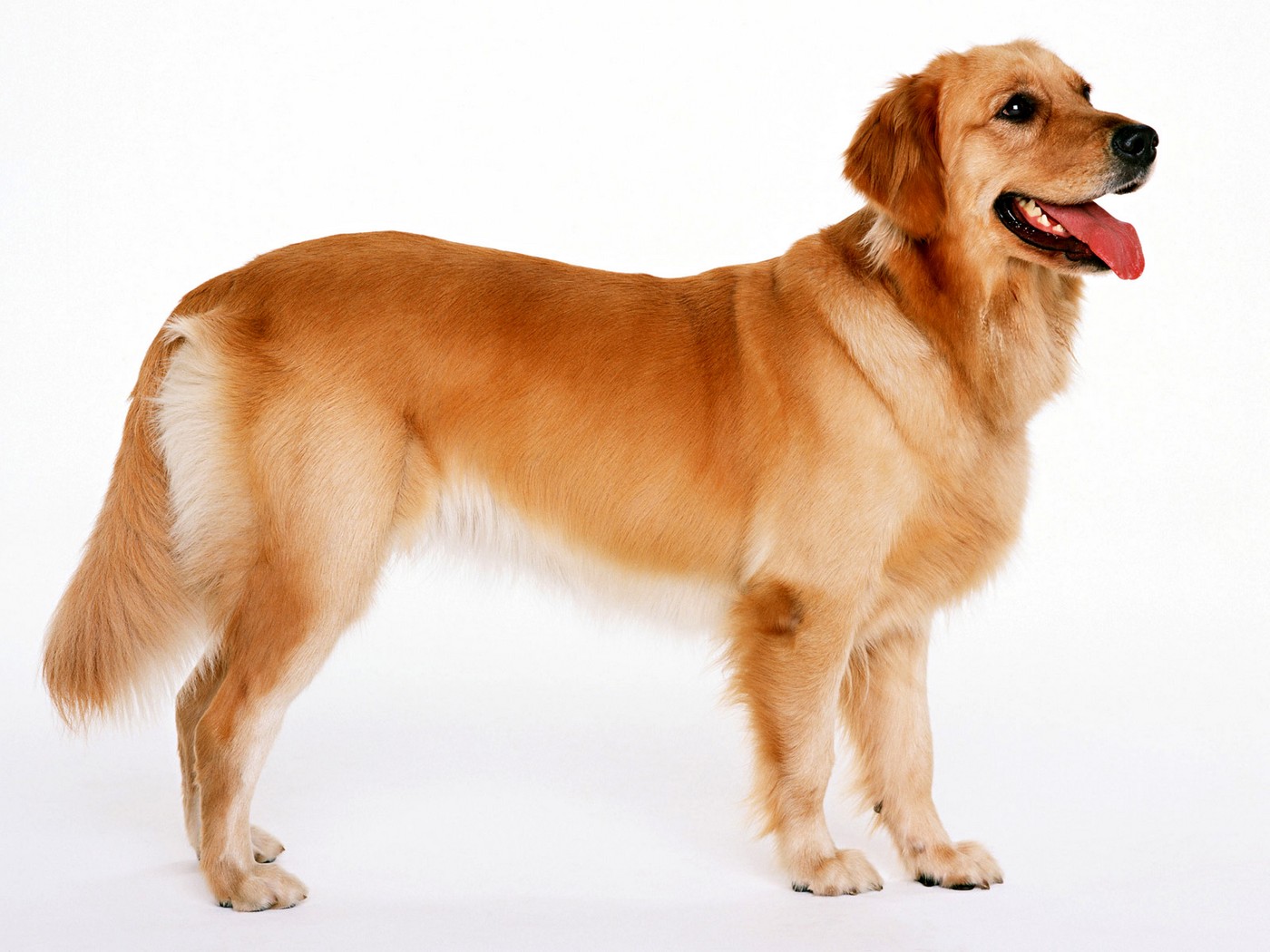 Golden Retriever Dog Wallpaper 1400x1050 13258