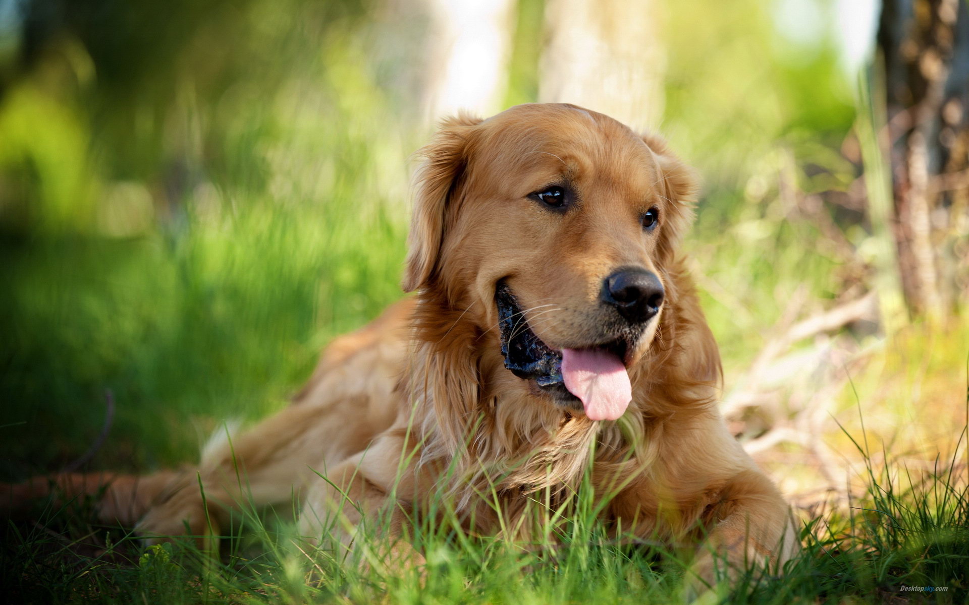 Golden Retriever Wallpaper