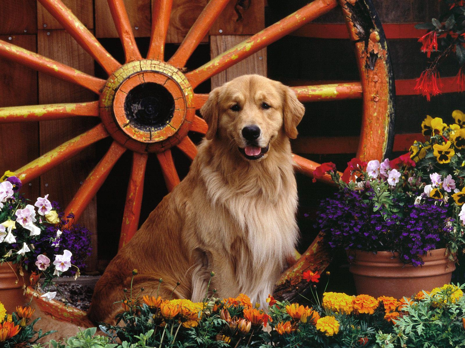 cute golden retriever dogs hd wallpapers cool desktop background photographs widescreen