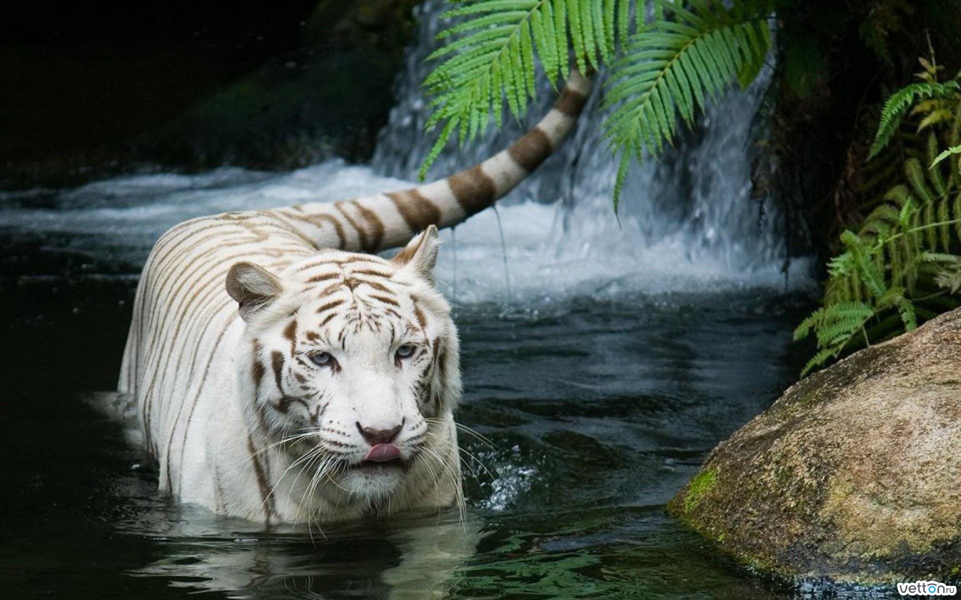 White-Tigers-Animal-Best-HD-Wallpaper-Collection