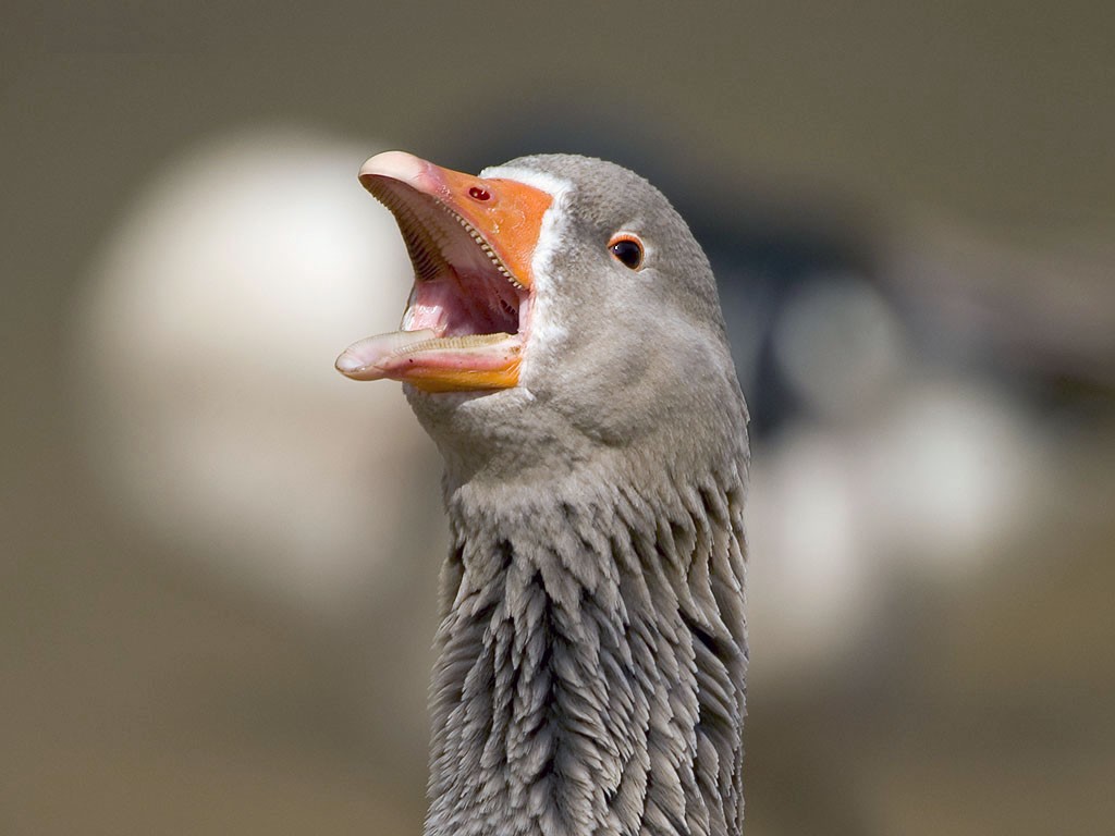Goose Background
