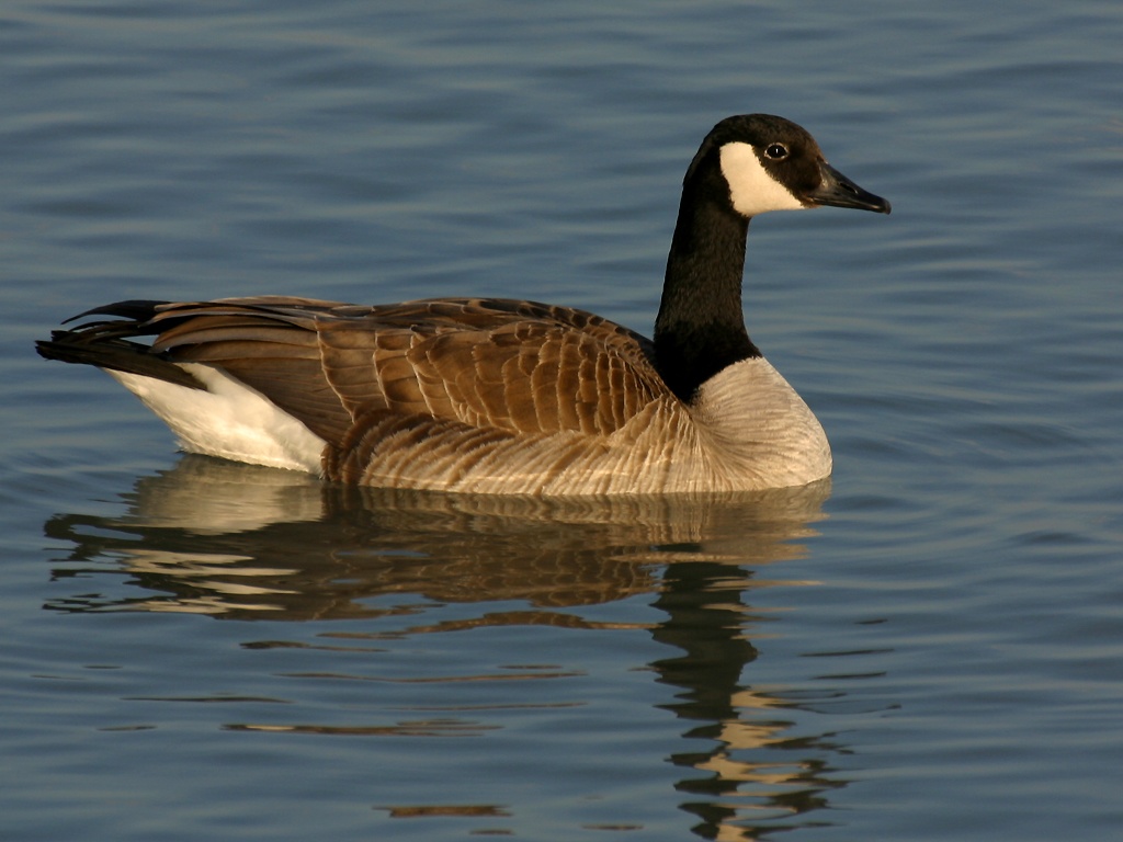 (USA), Canada goose
