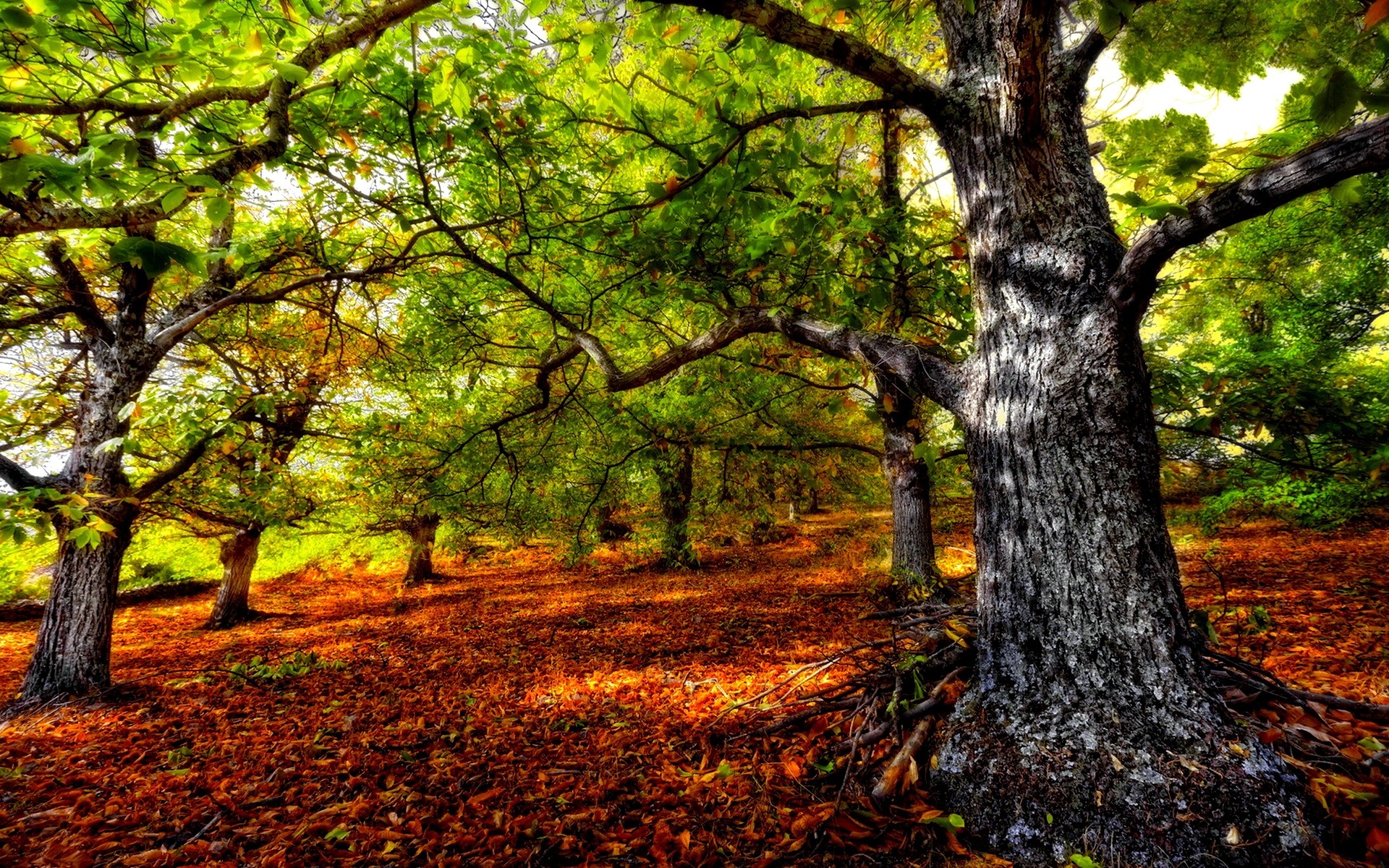 Gorgeous HDR Forest Wallpaper