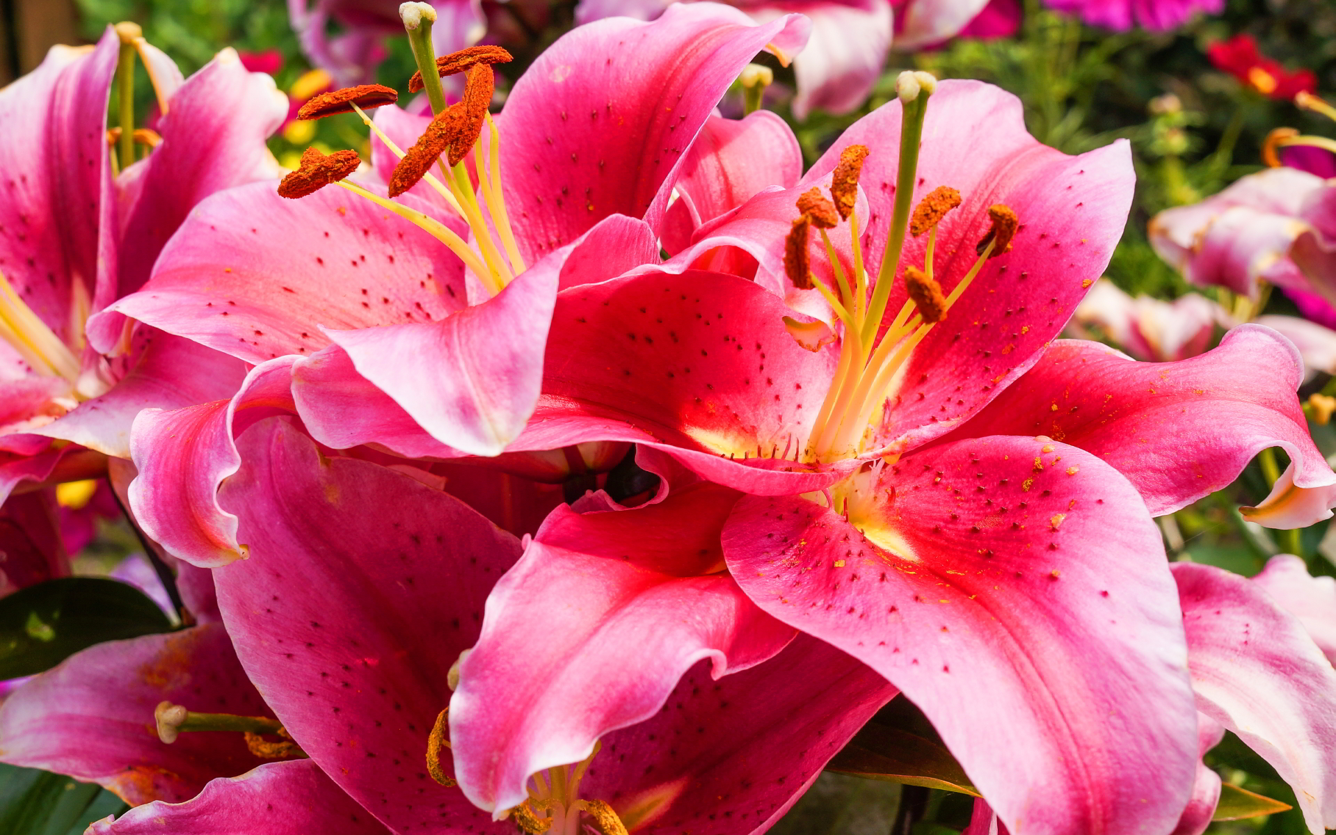 Gorgeous Lily Flower Wallpaper