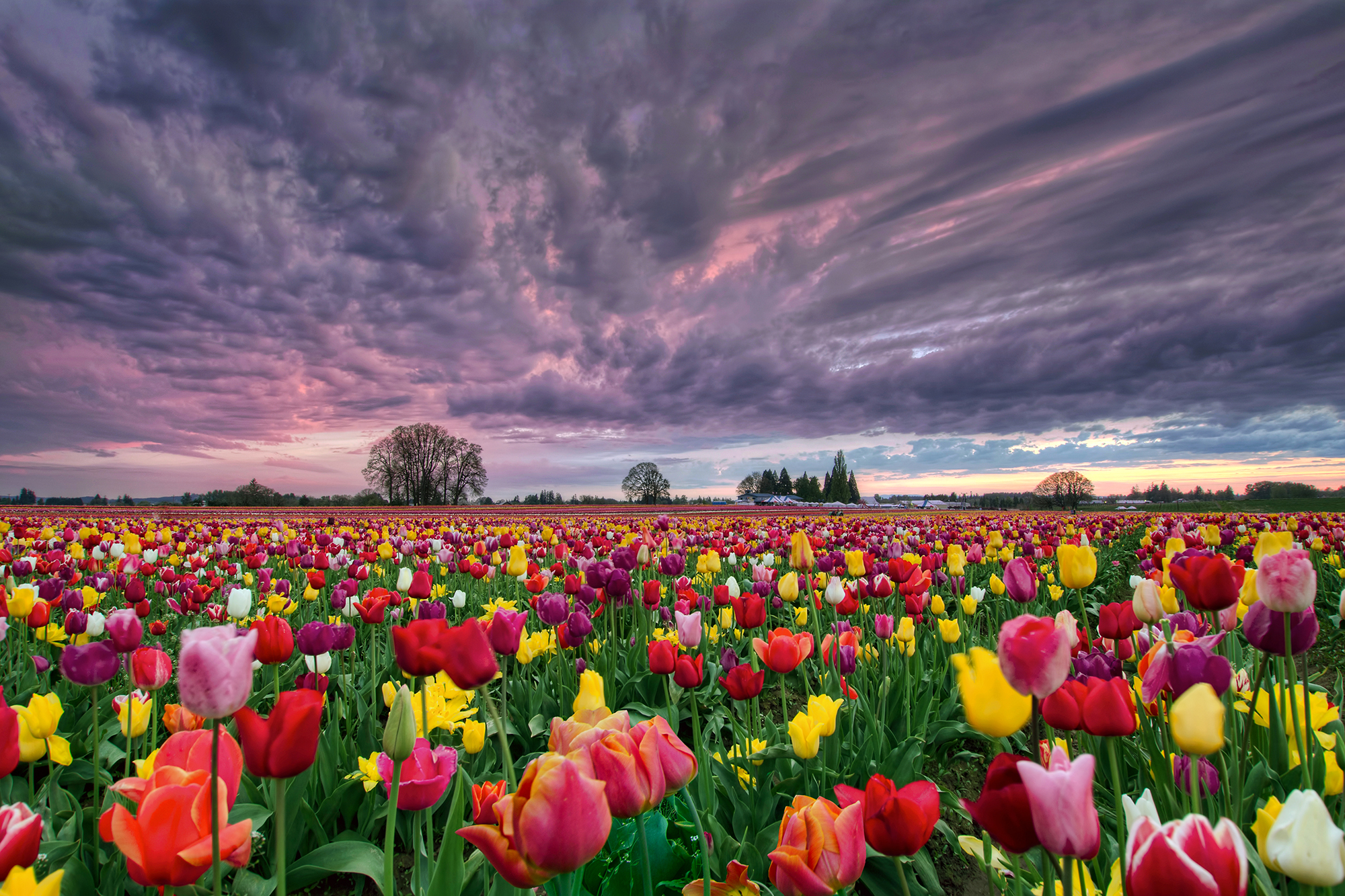25 Gorgeous Photos of Spring Wildflowers - Sunset Over Tulip Field, Woodburn, Oregon,