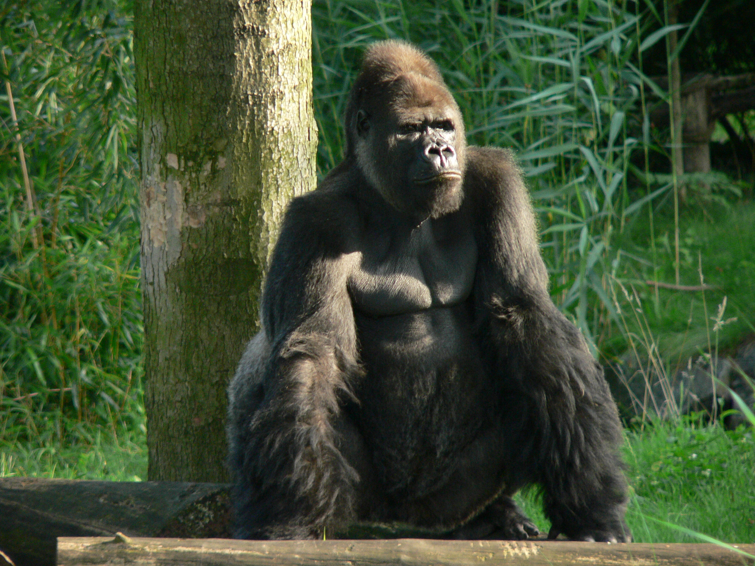 File:Gorilla zoo-leipzig.jpg