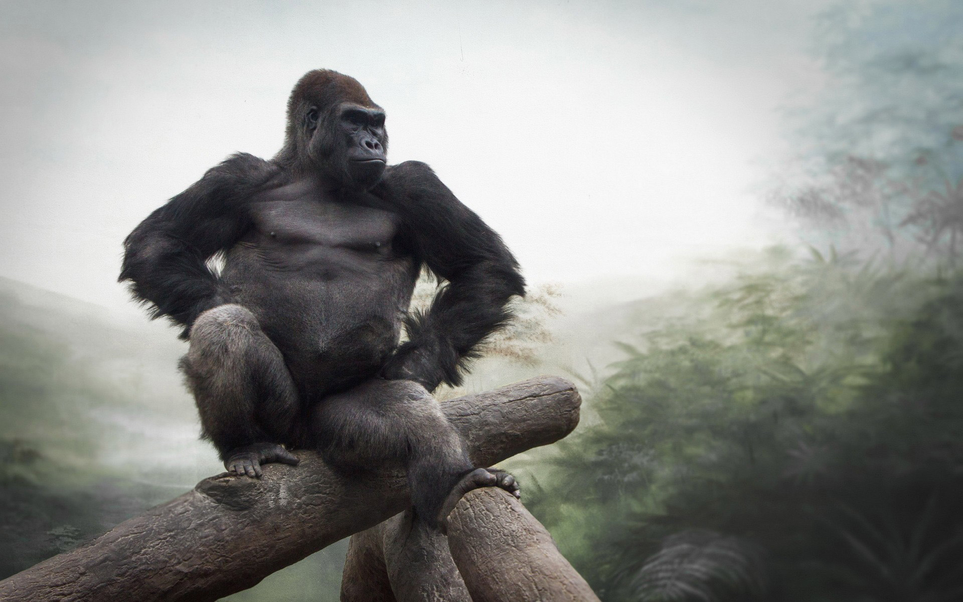 Gorilla Picture Backgrounds 9175 High Resolution