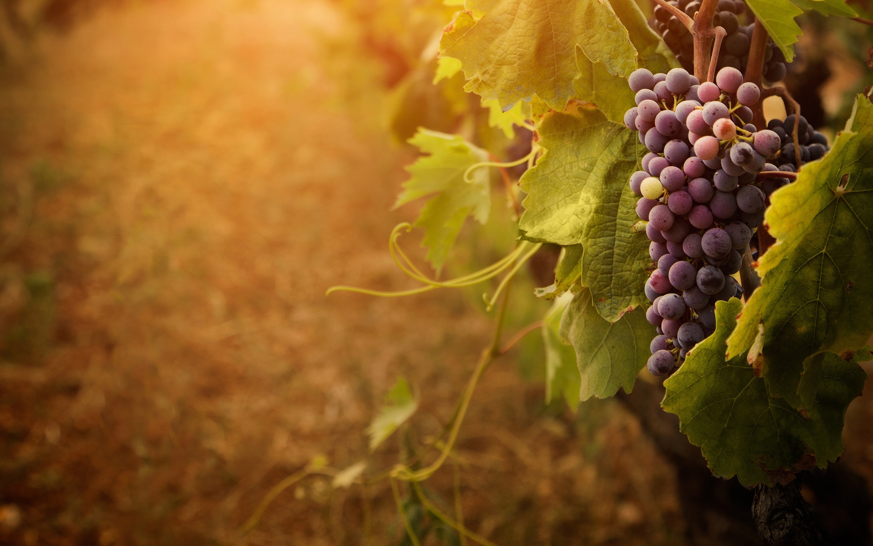 Related Wallpapers. Grape ...