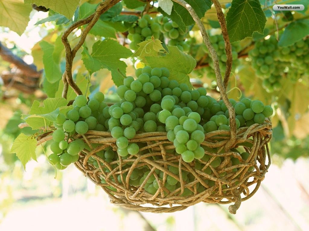 green grapes wallpaper