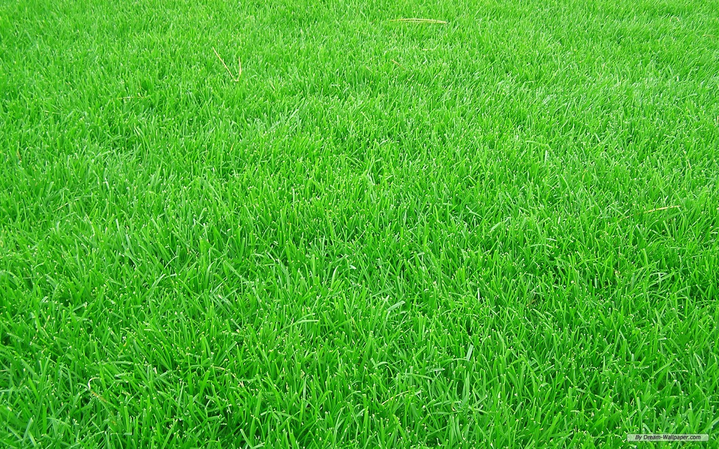 ... Grass-Background.2.jpg