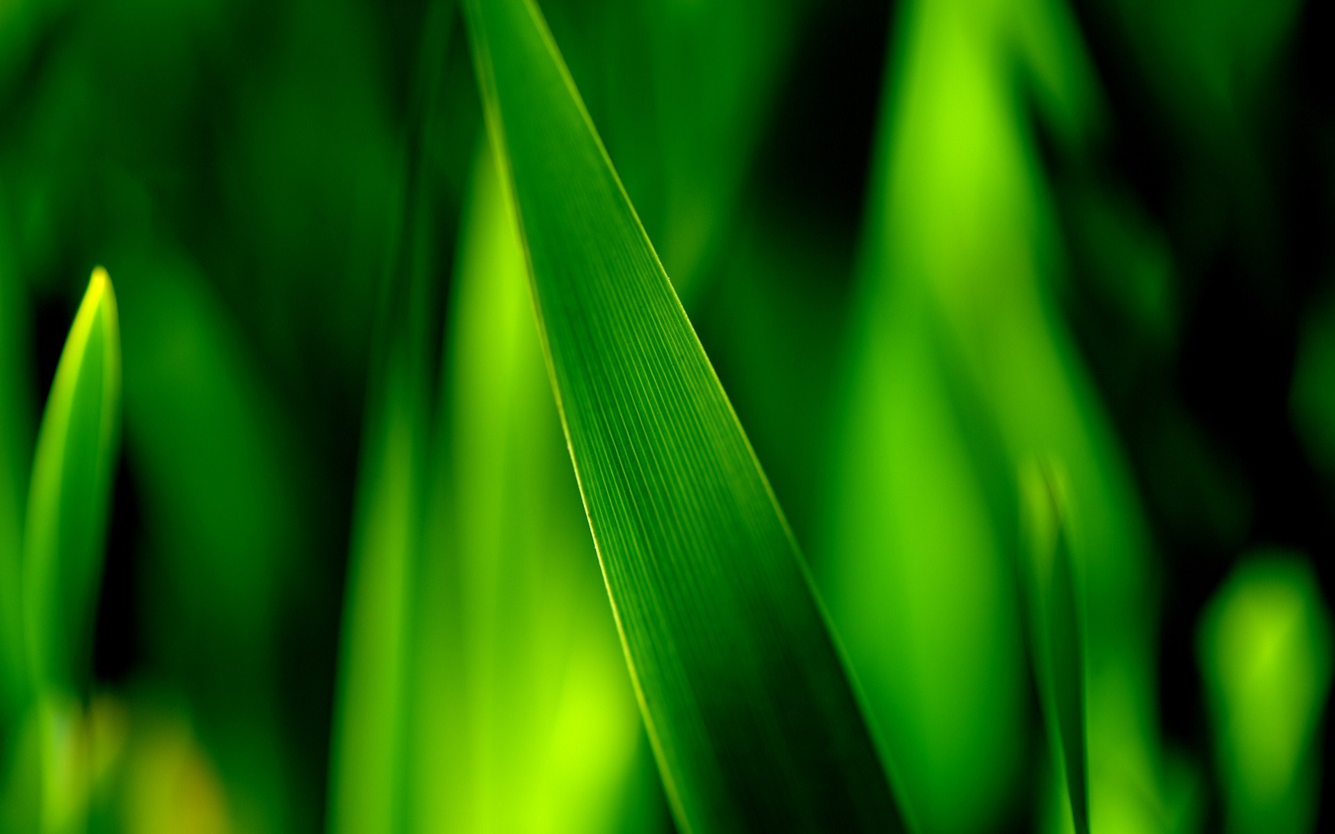 Grass Nature Close-Up Photo