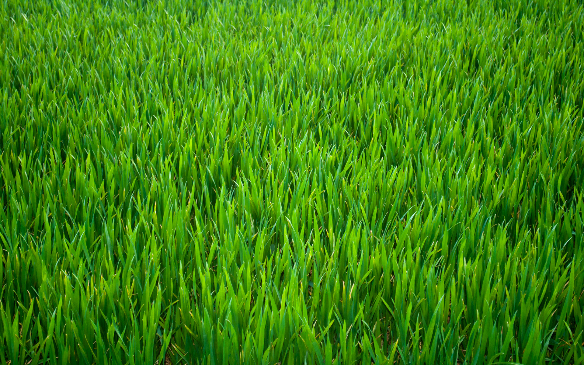 Grass Pictures