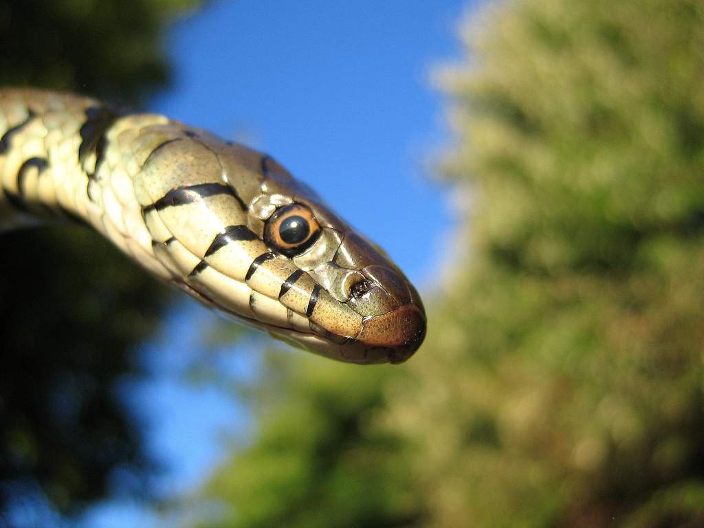 File:Grass snake head.jpg
