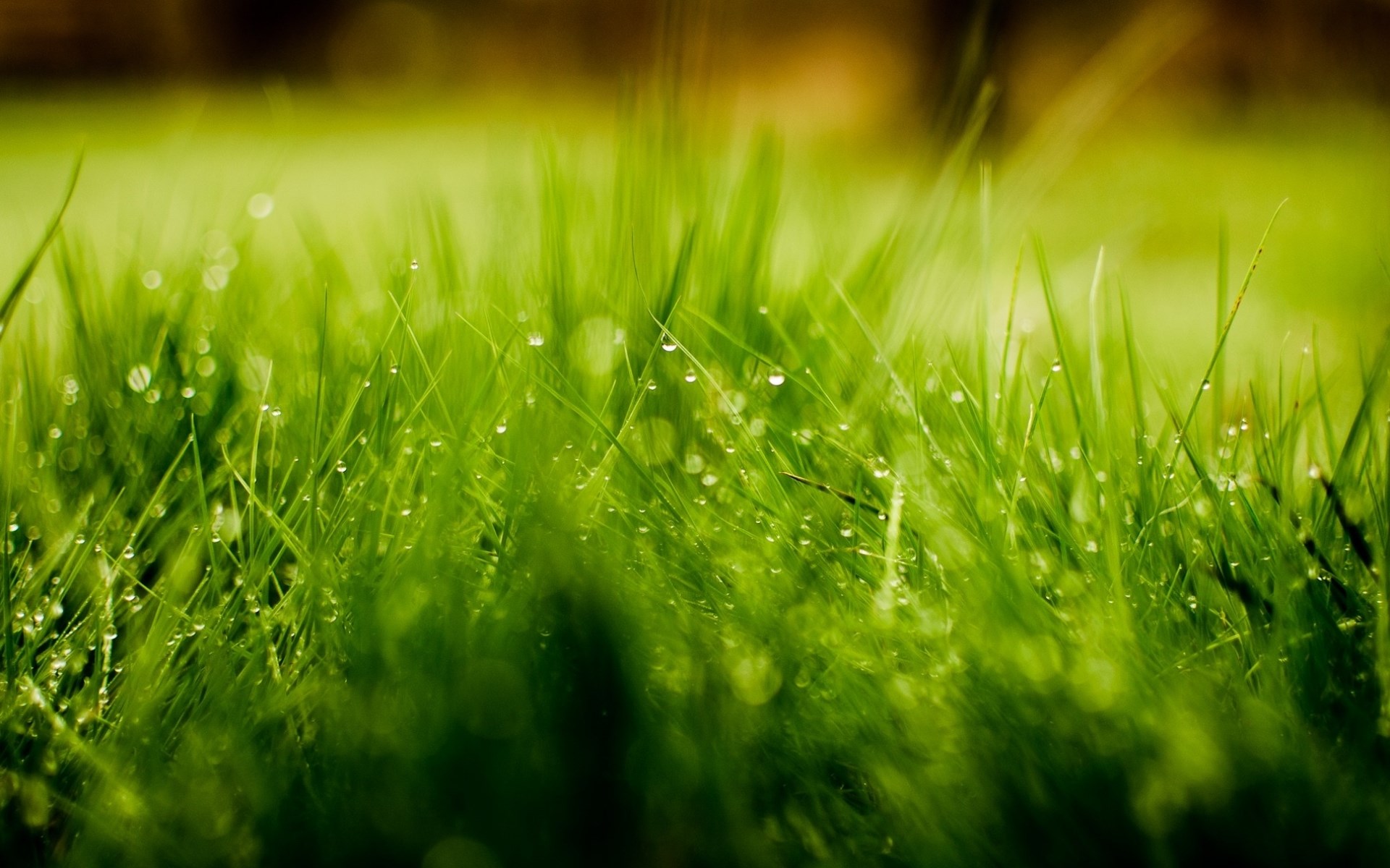 Grass Water Drops Nature