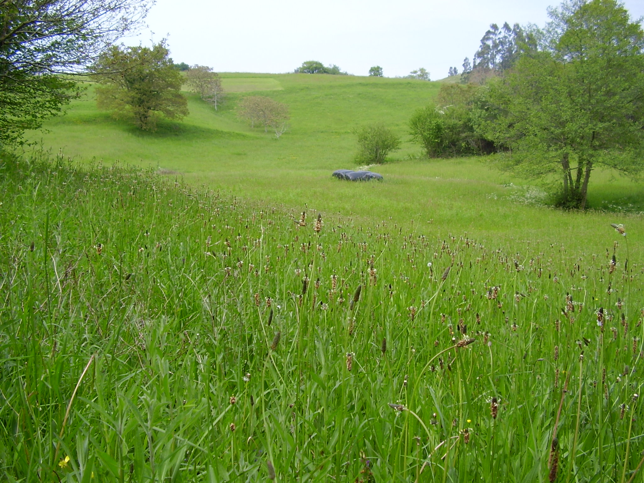 Grassland in Cantabria, northern Spain.
