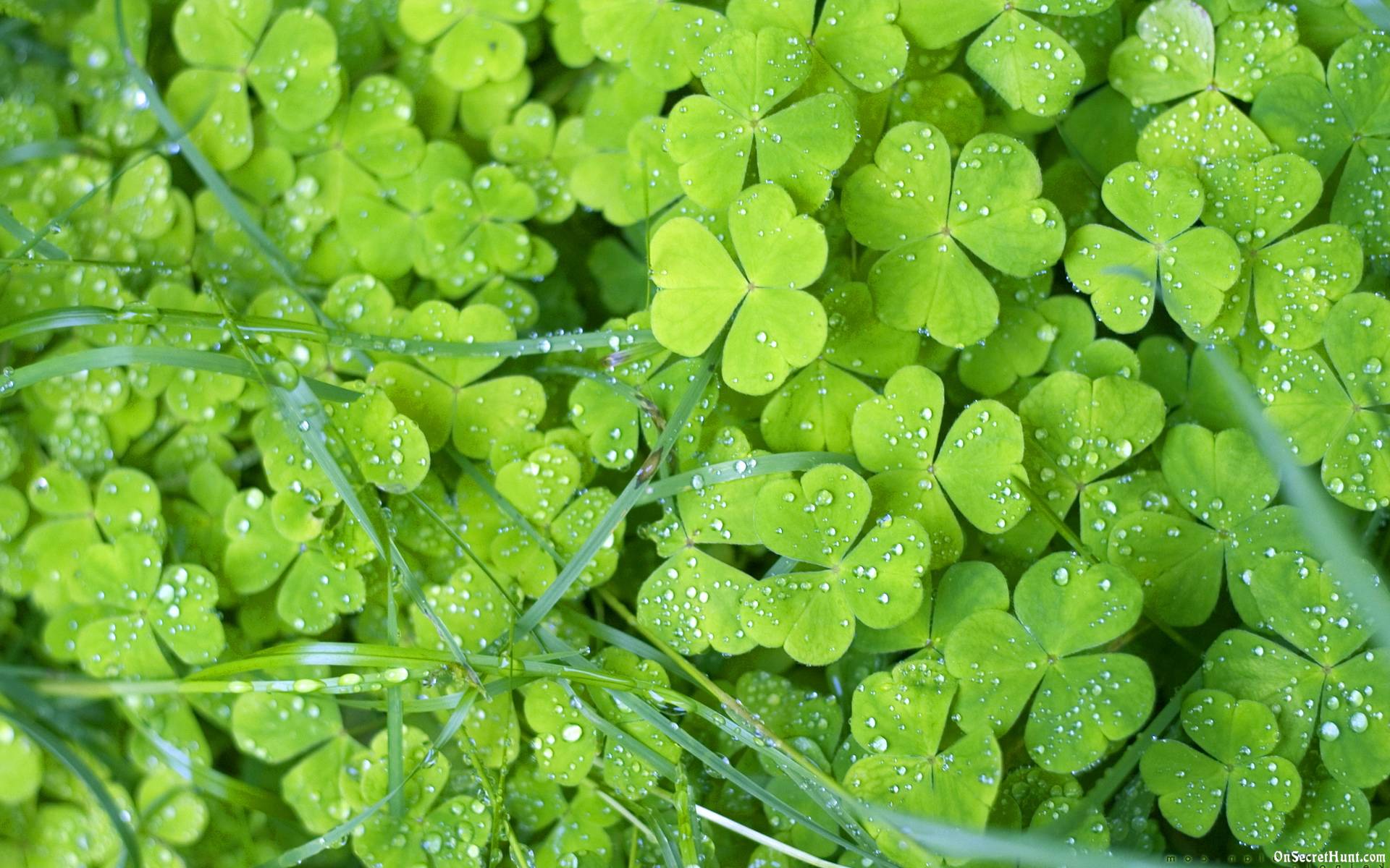 Green Flowers Wallpapers