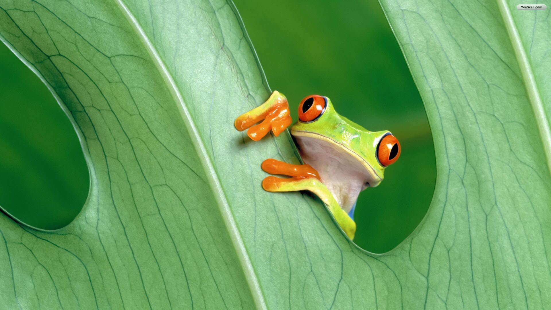 Animal-wallpapers-Cute Green Frog-wallpaper