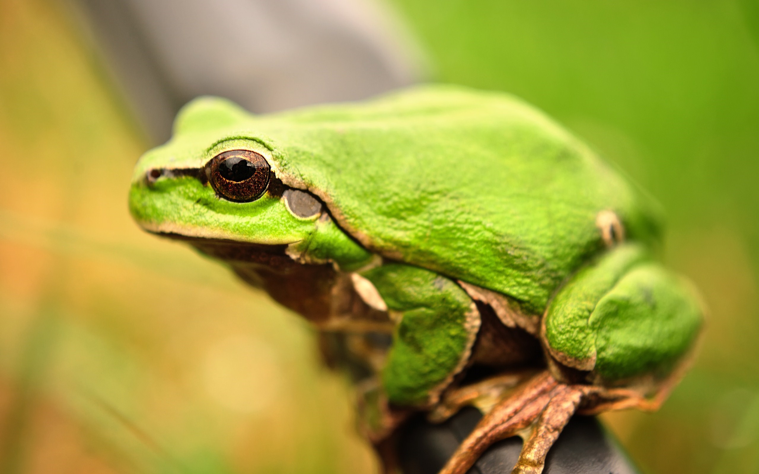 Green Frog Close-Up Nature