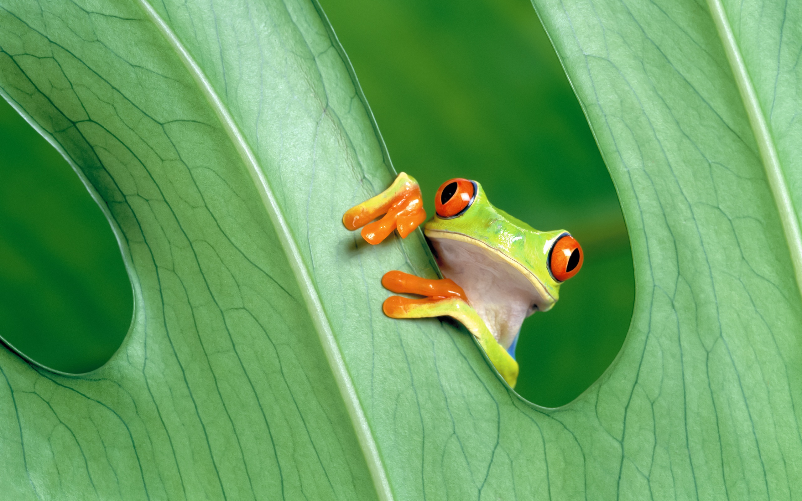 ... Green Frog On Wallpapers (8) ...