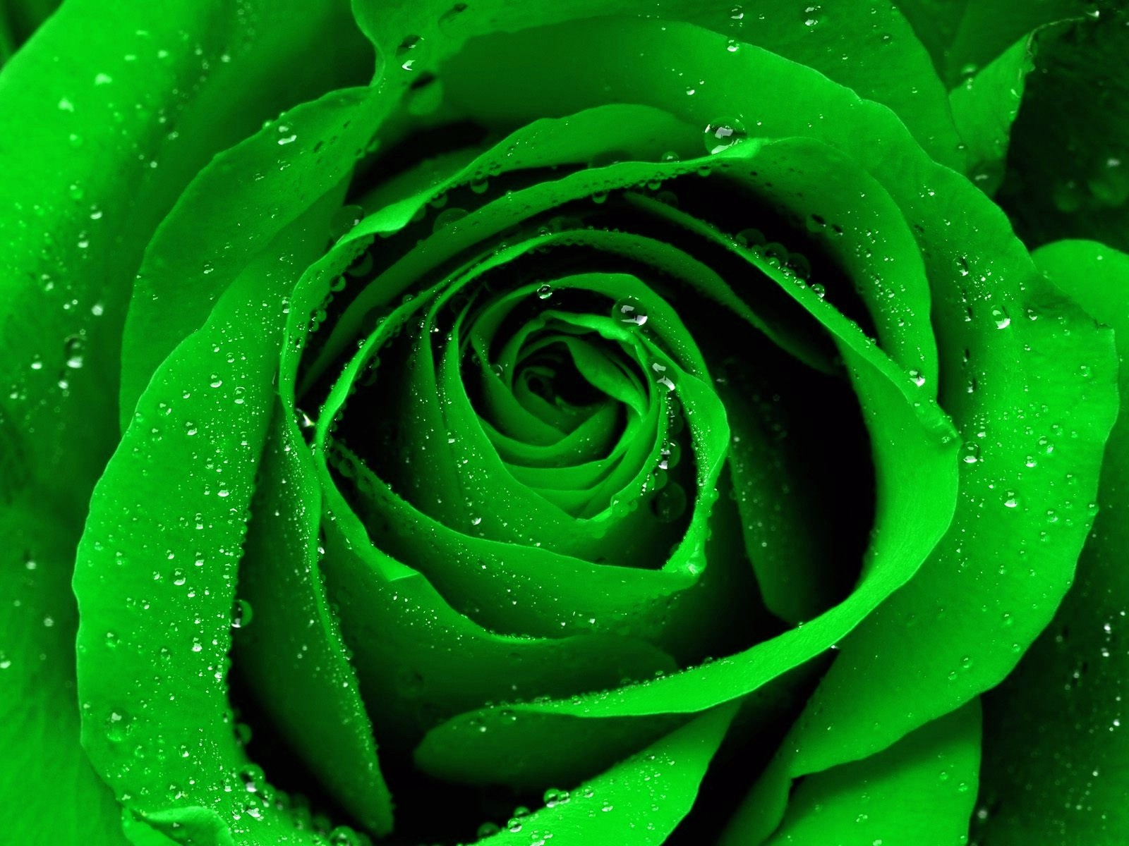 Images for Gt Green Rose Wallpapers