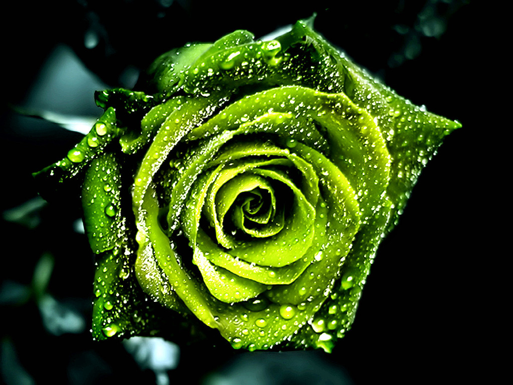 free dew on green rose pictures wallpaper – 1024 x 768 pixels – 305 kB