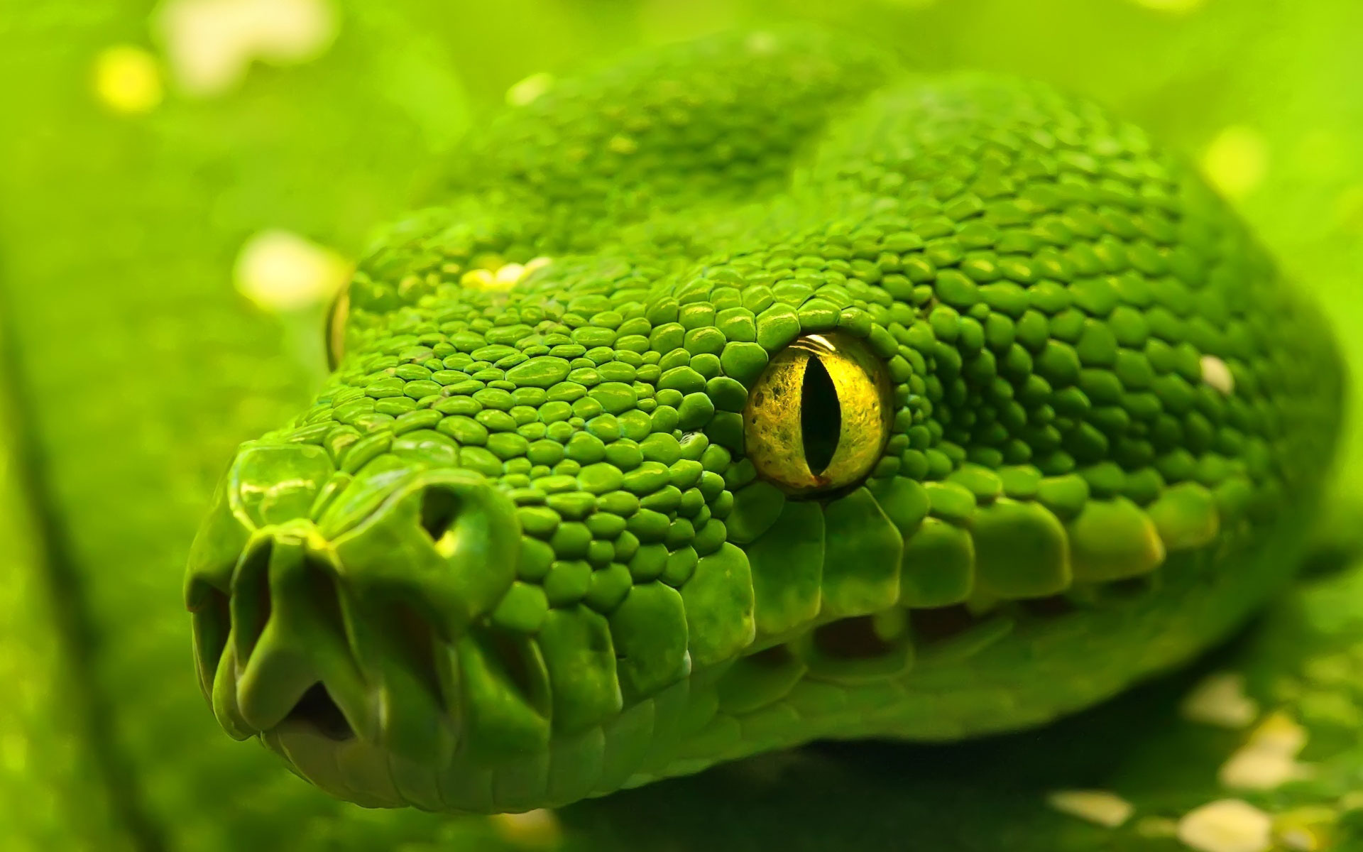 Green Snake Head - HD Background Wallpaper