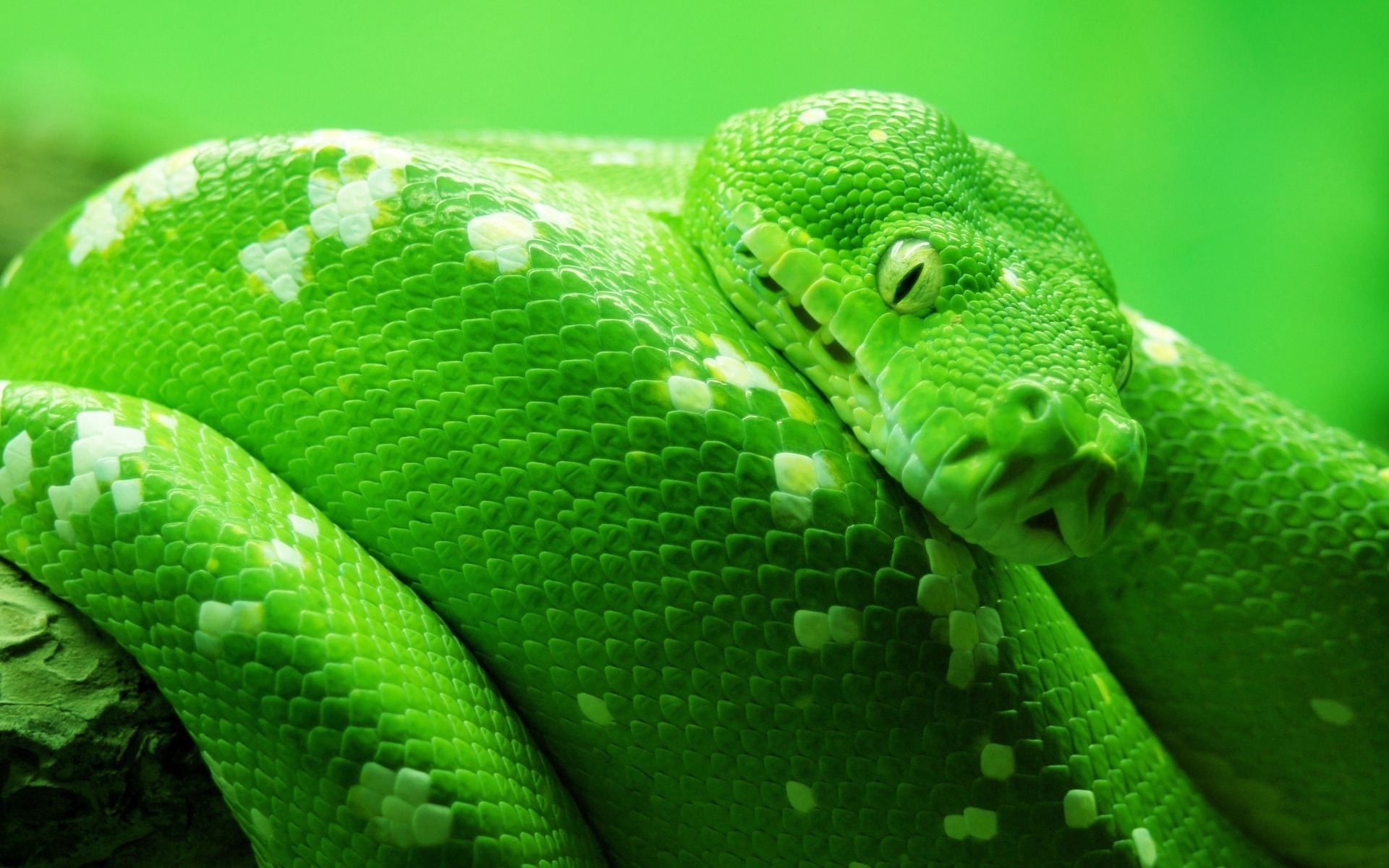 Green Snake Reptile