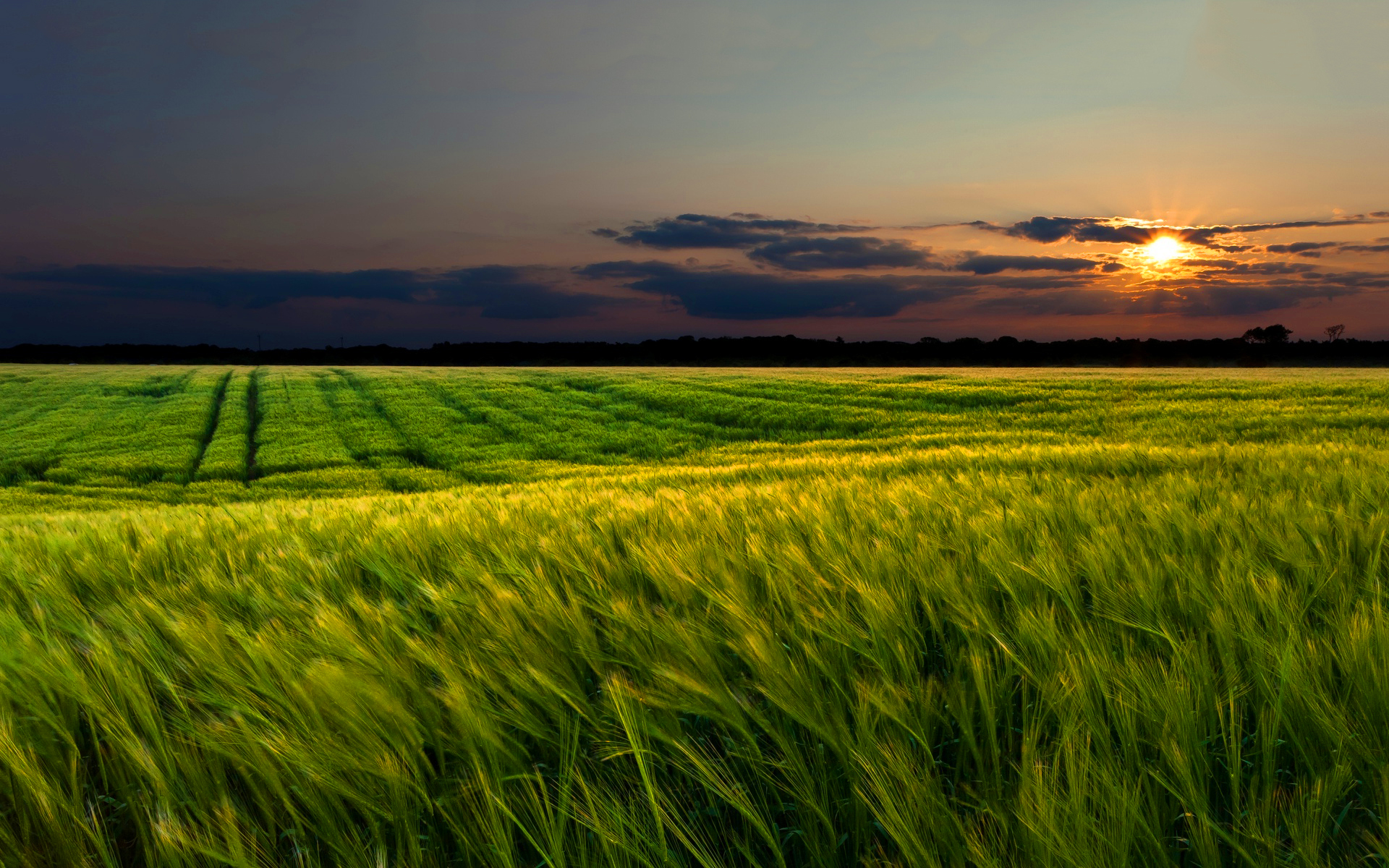Green wheat field sunset