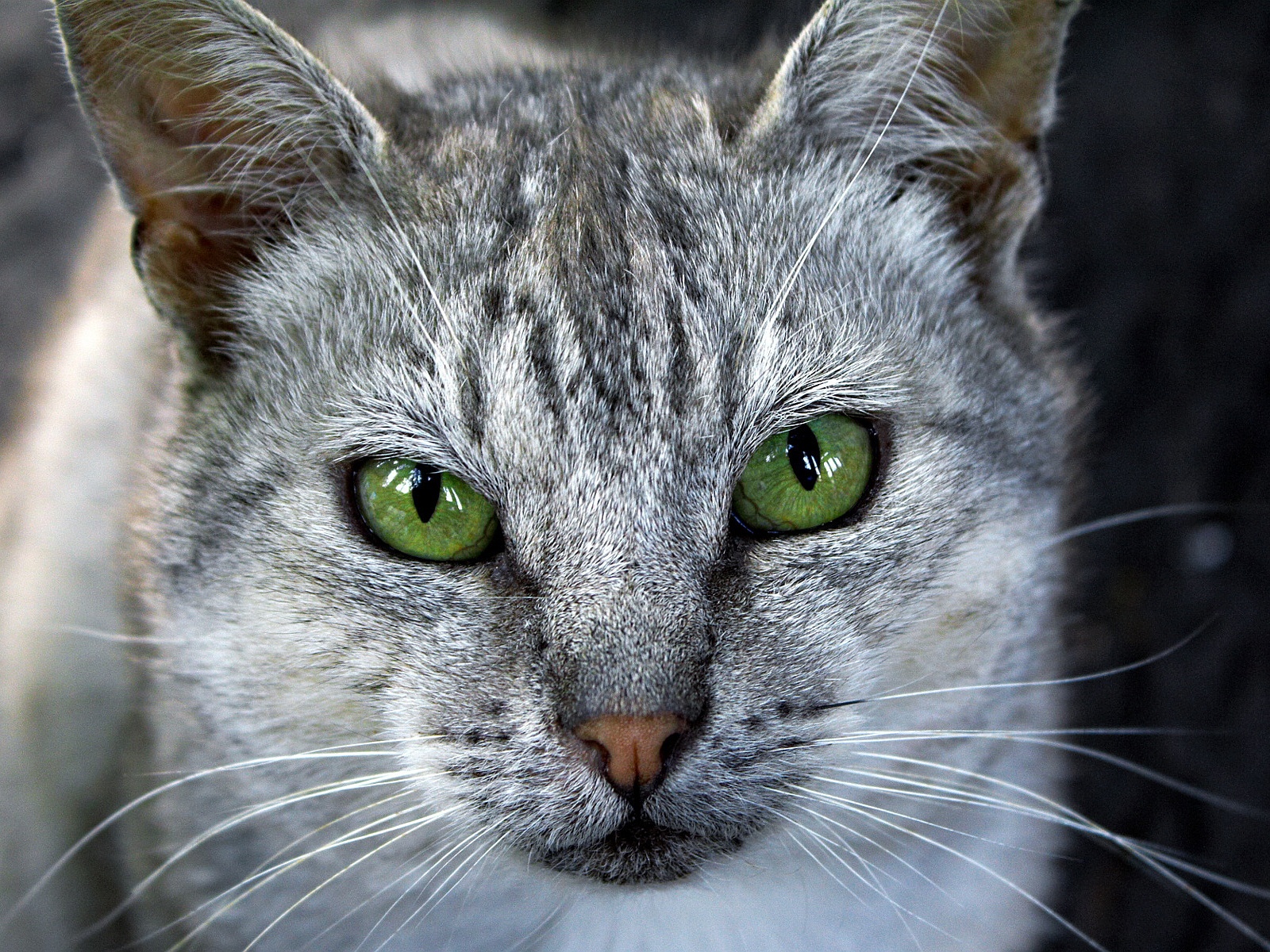 Grey cat green eyes
