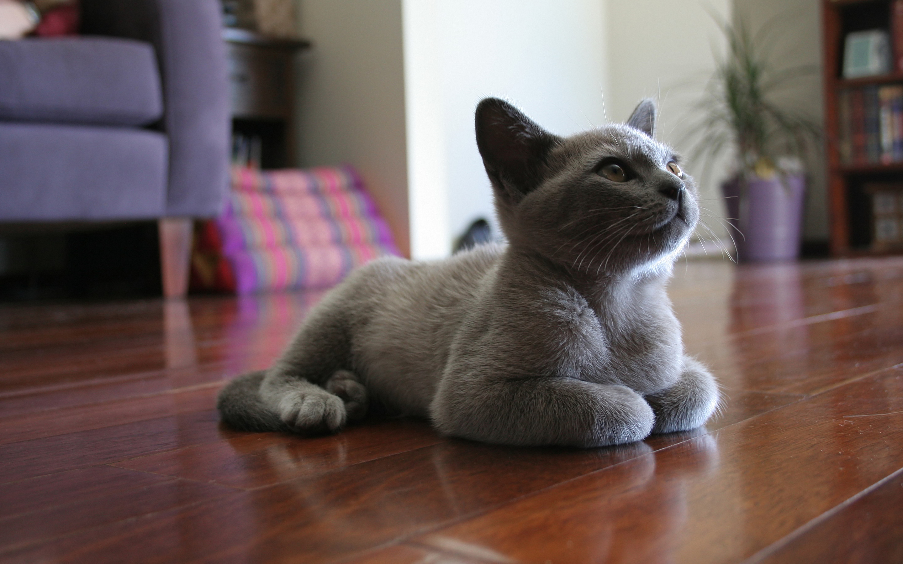 Grey cat sitting