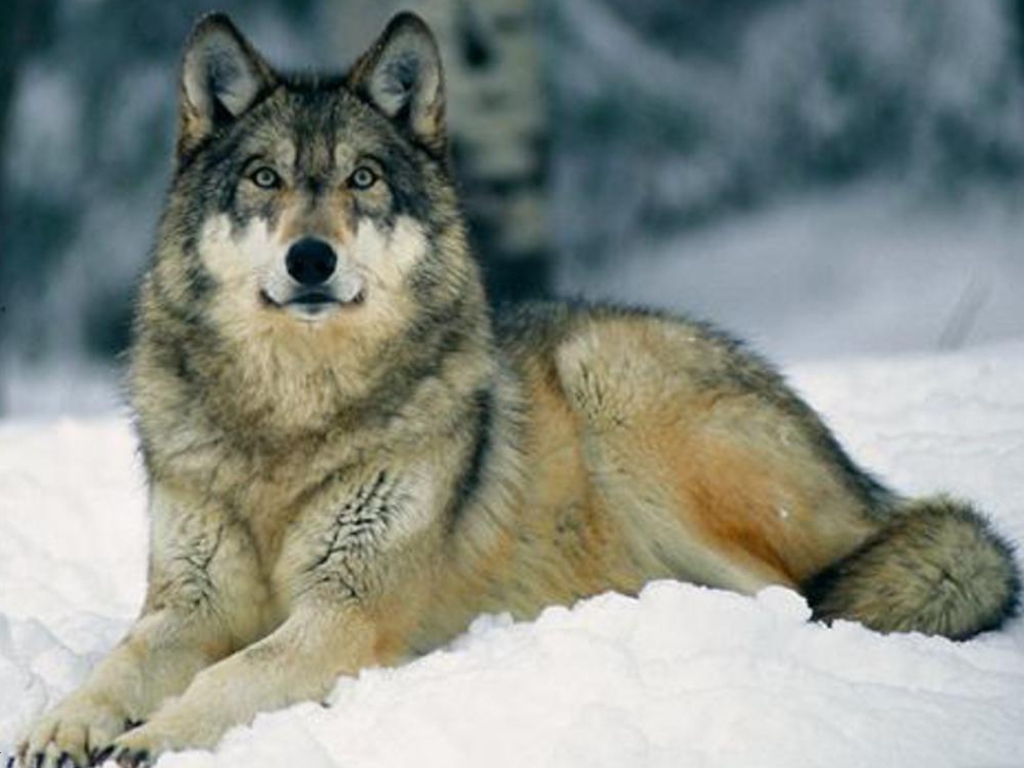 Grey Wolf 18 HD Images Wallpapers