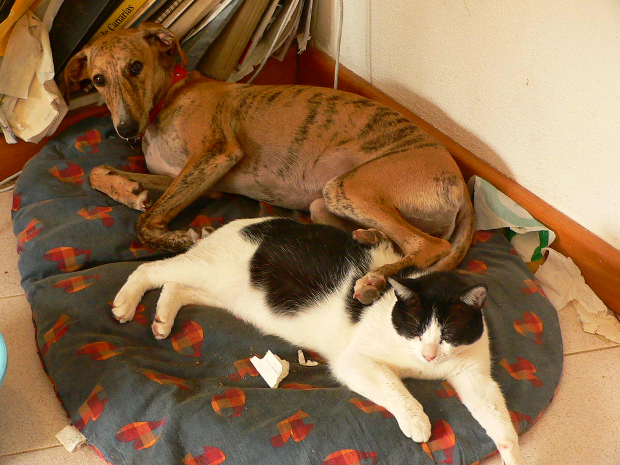 Greyhound puppy and cat