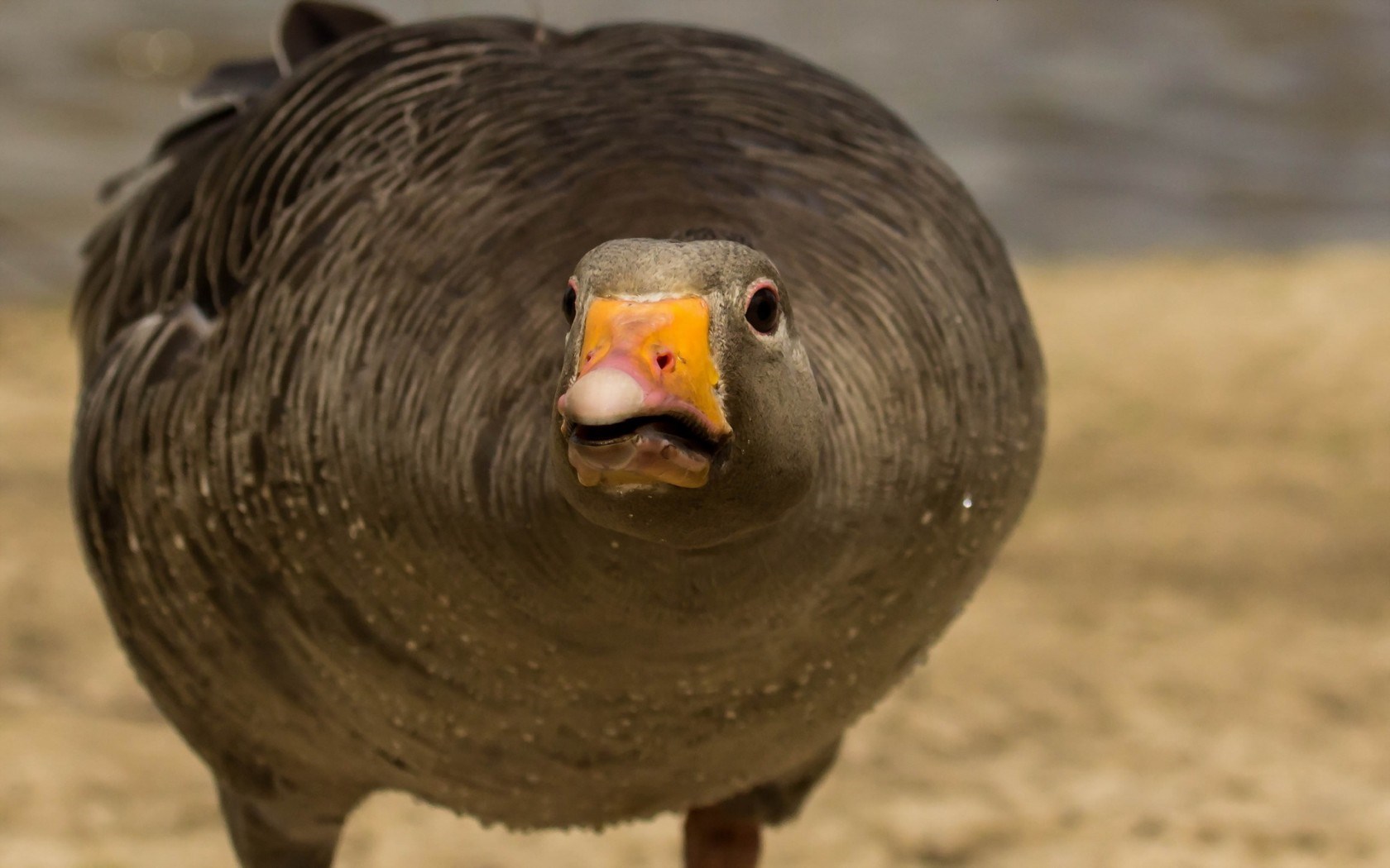 Greylag Goose Bird Close-Up