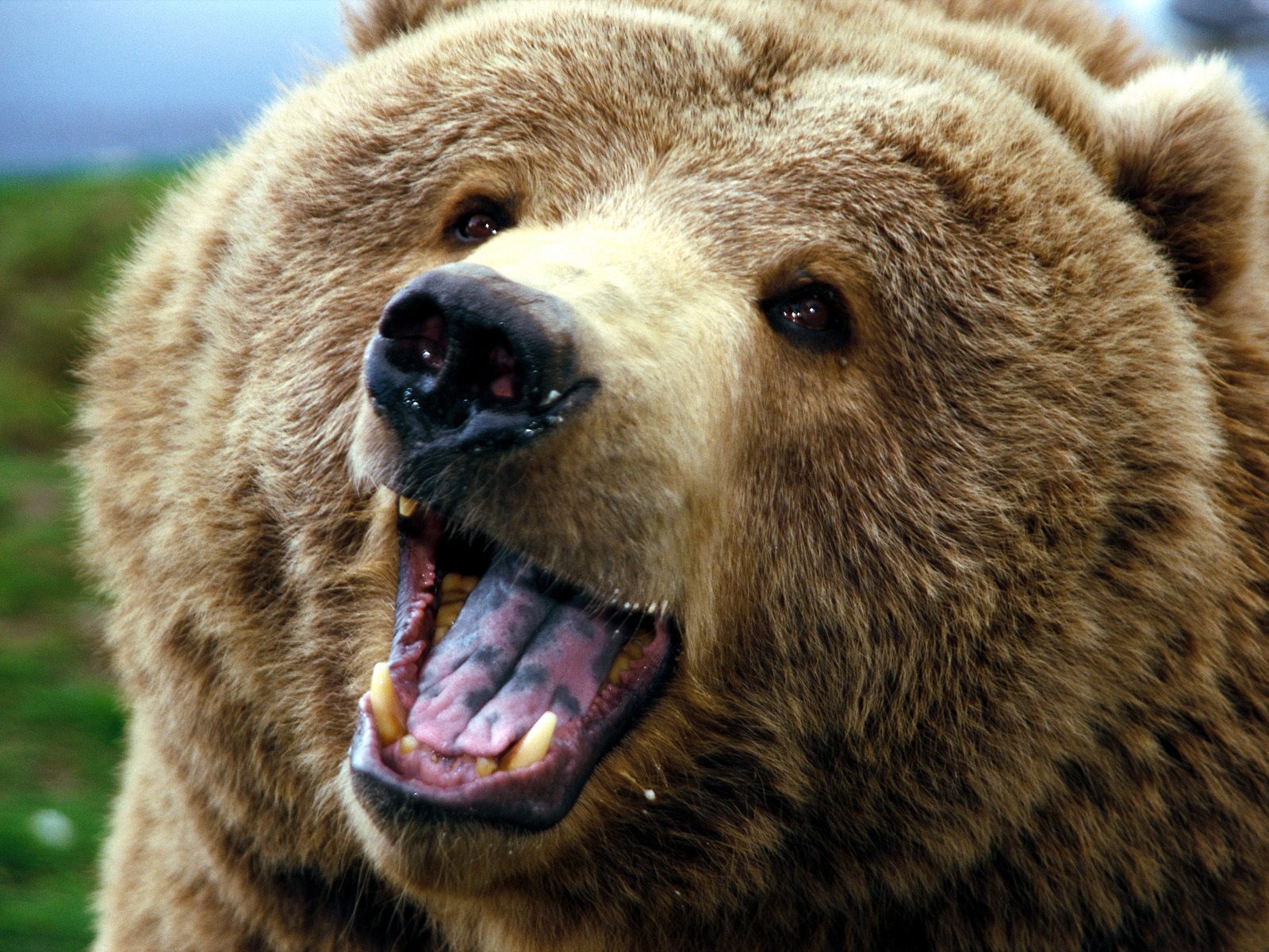 ... Grizzly Bear ...