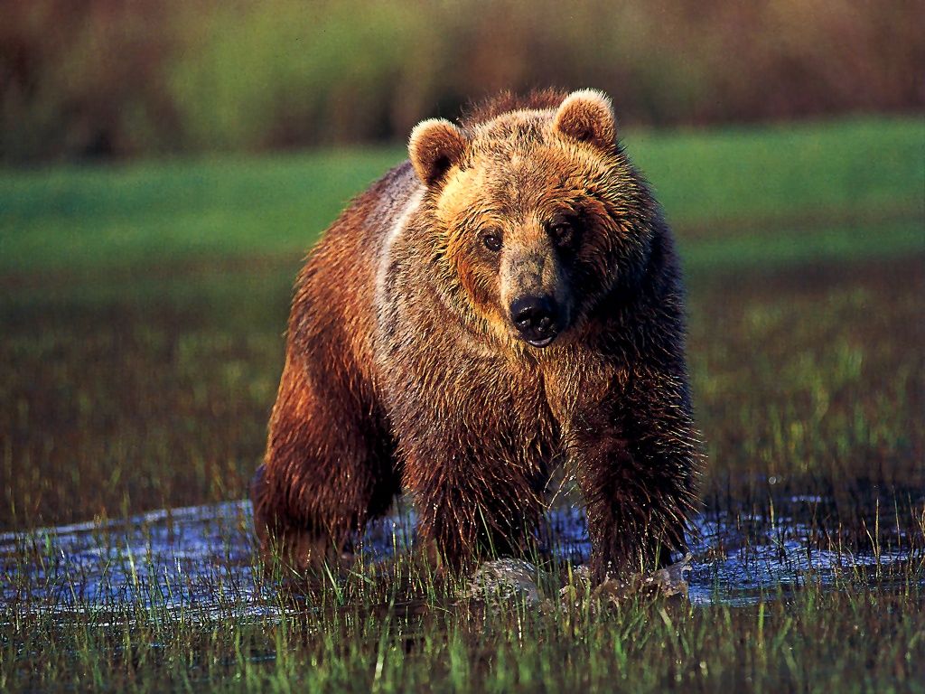 Grizzly Bear In Water (wallpaper size).