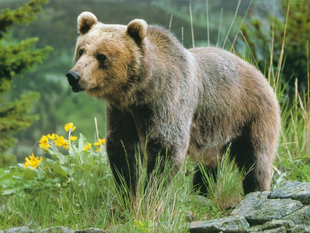 An Adult Grizzly Bear (wallpaper size).