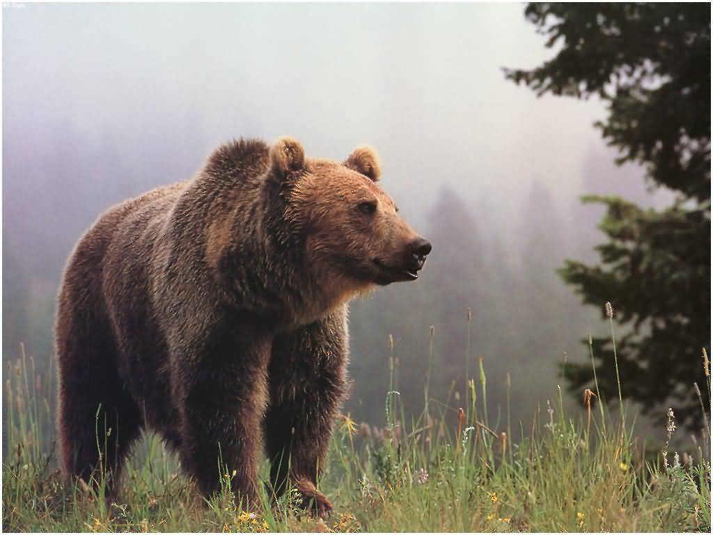 Grizzly Bear Pictures