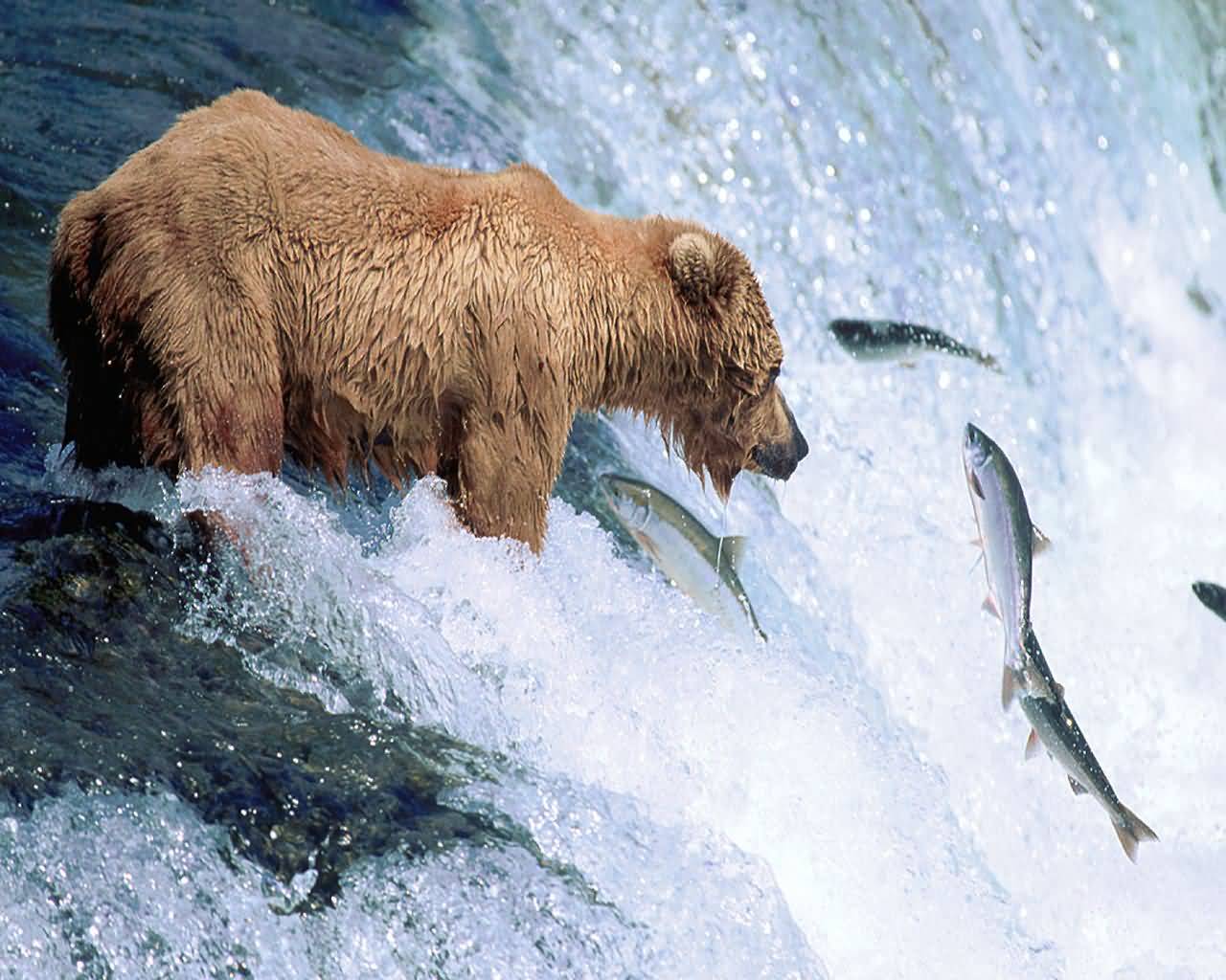 Bear Photographs : Grizzly Bear.