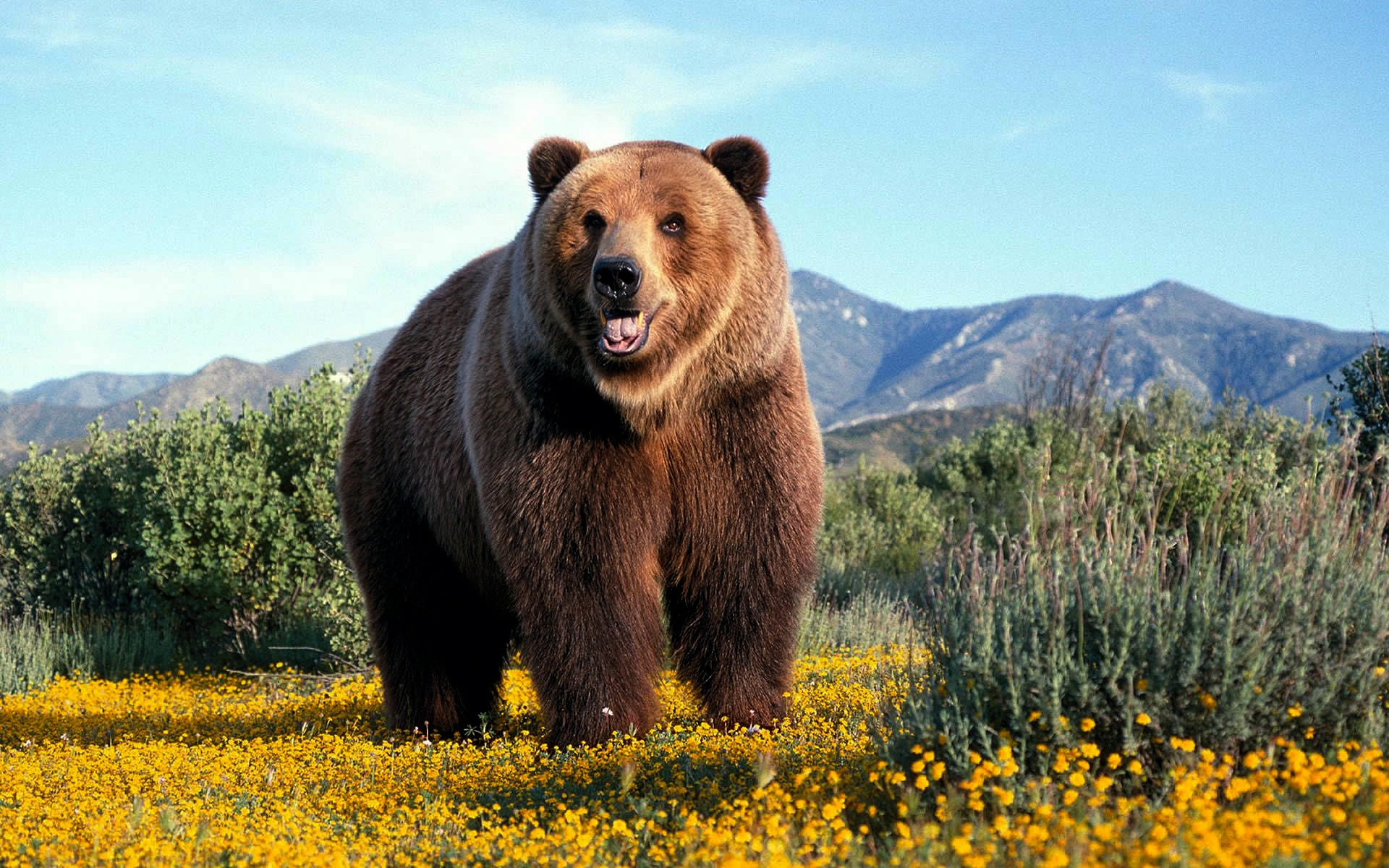 grizzly-bear-wallpapers Amazing-Grizzly-Bear-wallpaper ...